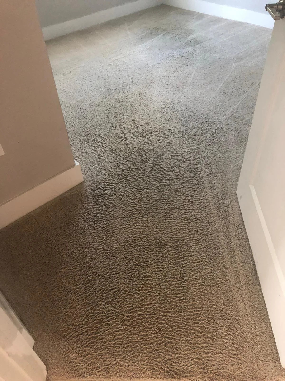 Clover Cleaning technician performing deep carpet cleaning in a Boca Raton home using professional hot‑water extraction and stain‑removal methods.