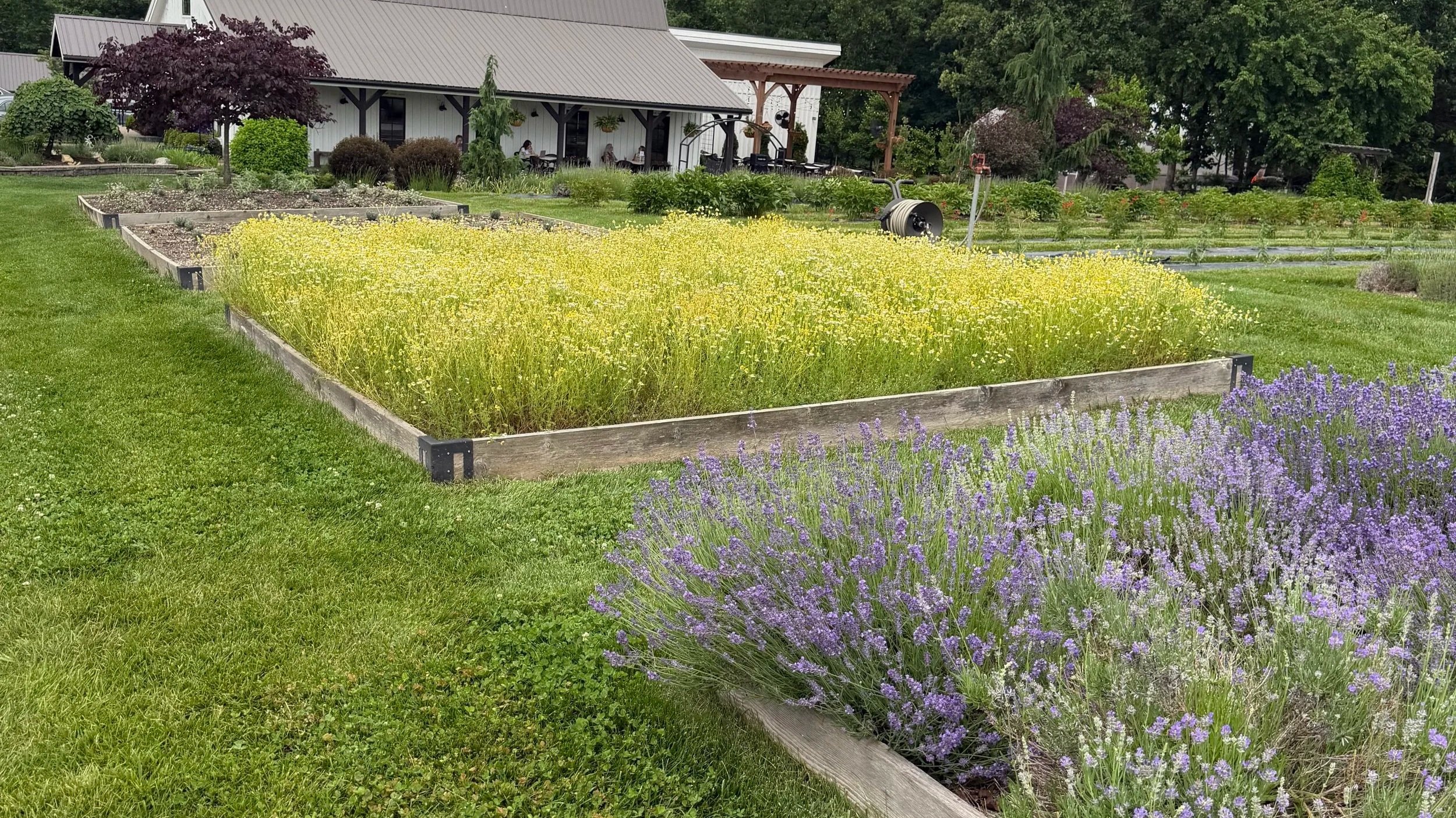 Long Row Lavender: What to Know Before You Visit