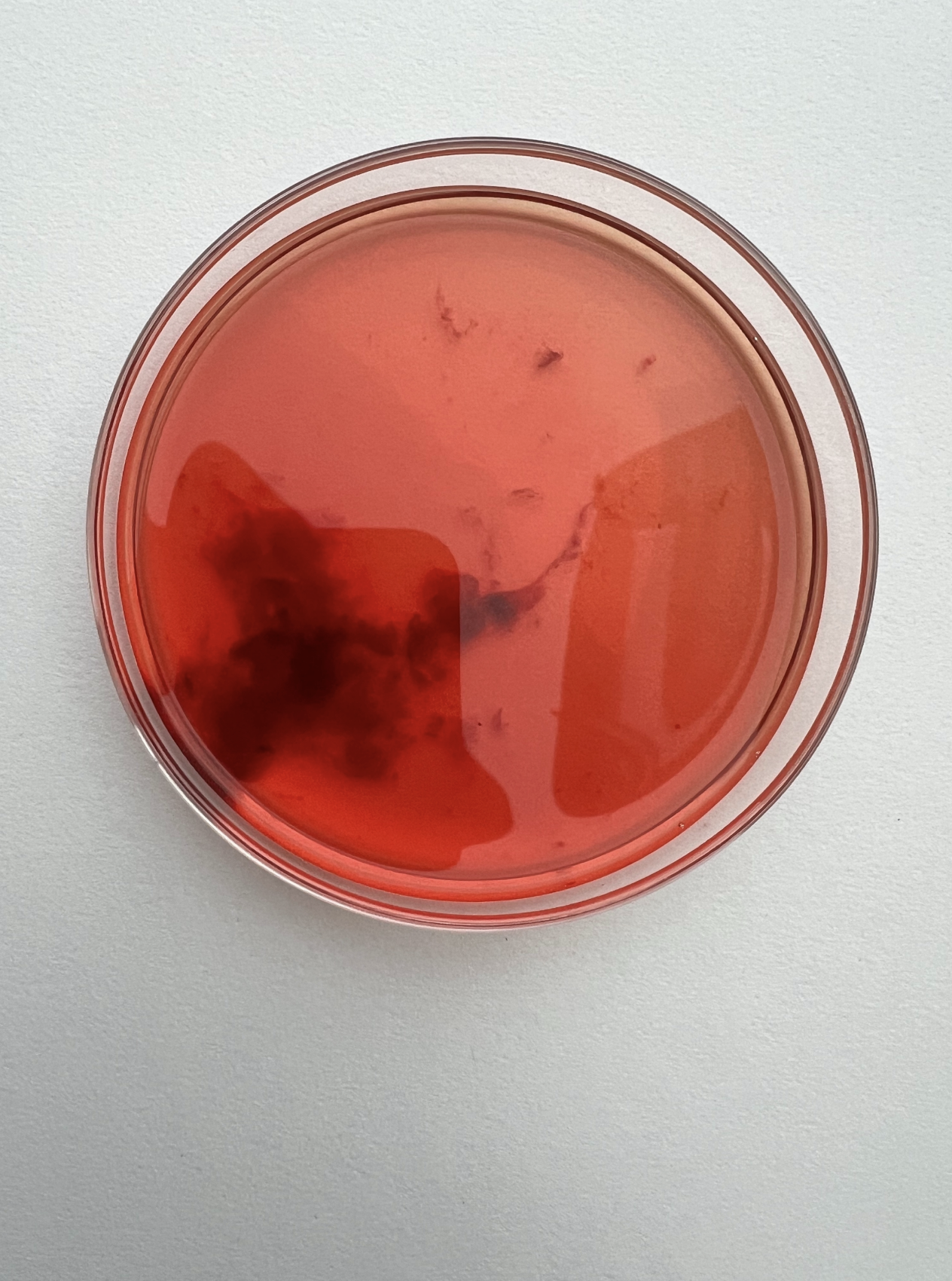 Screenshot 2026-04-13 at 13.01.41.png