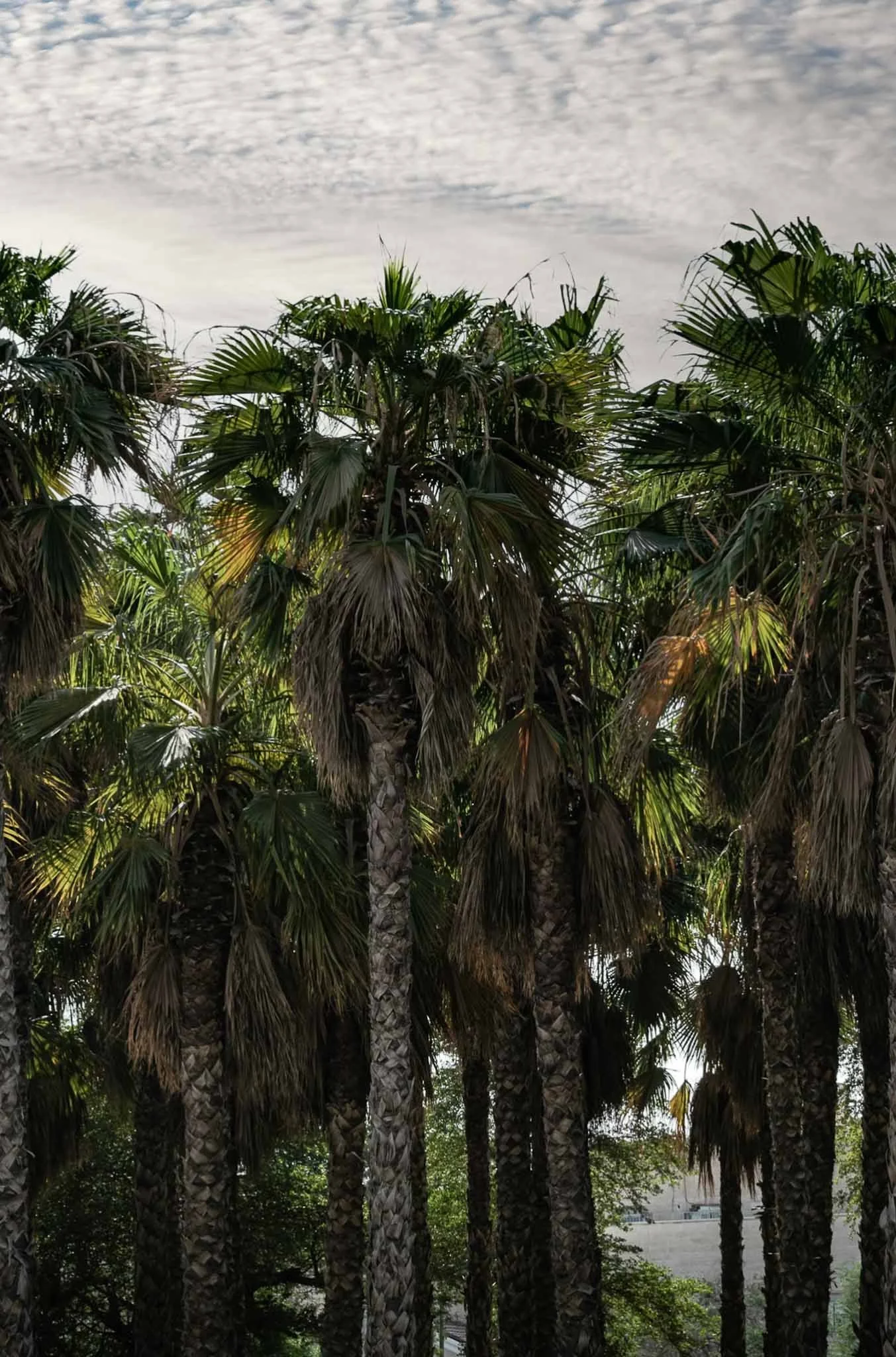 Destinations-Kuwait-Collage 3.jpg