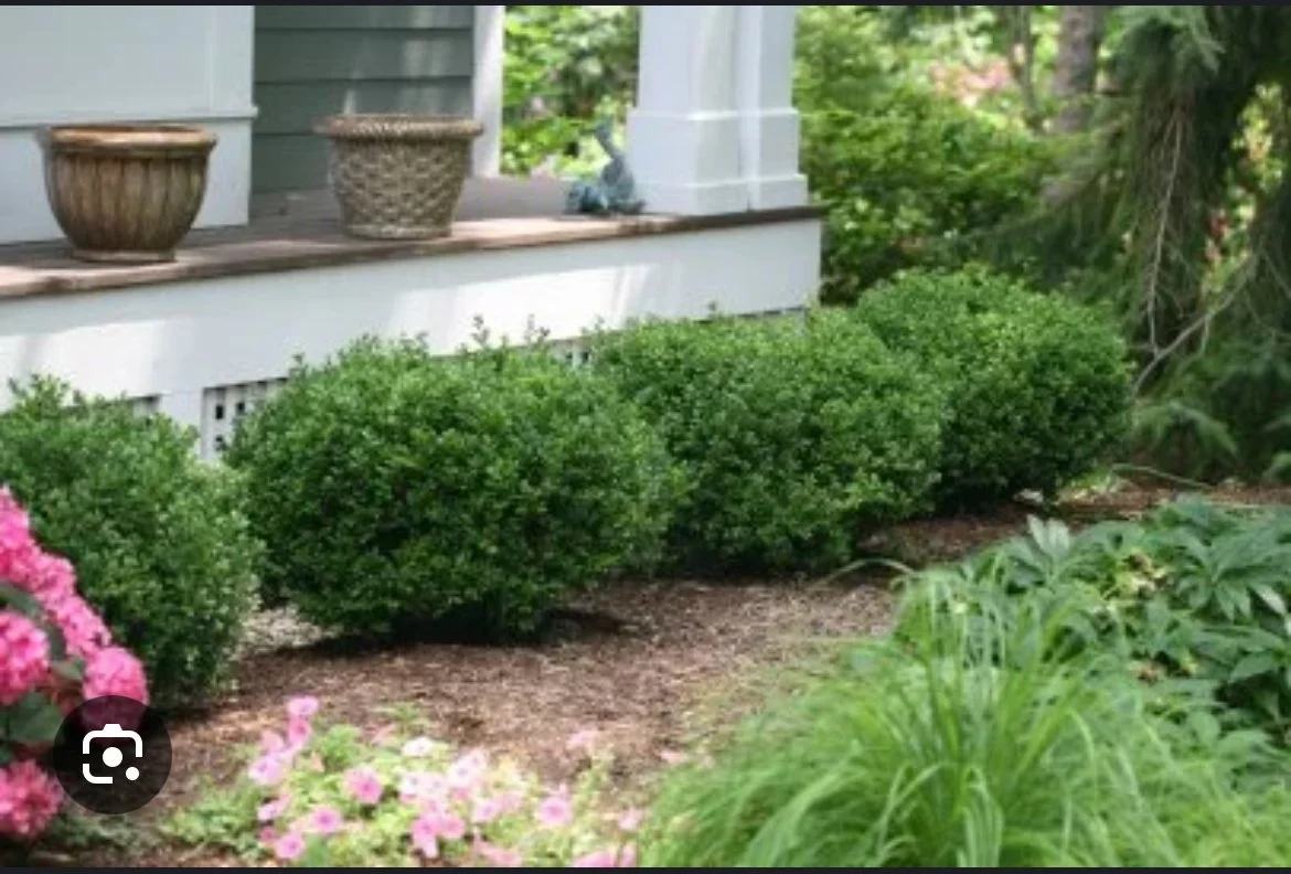 Professional front yard landscaping in Gulfport, MS with neatly trimmed bushes, pink flowers, and porch with wicker planters on a blue home – S.I. Lawn Care.