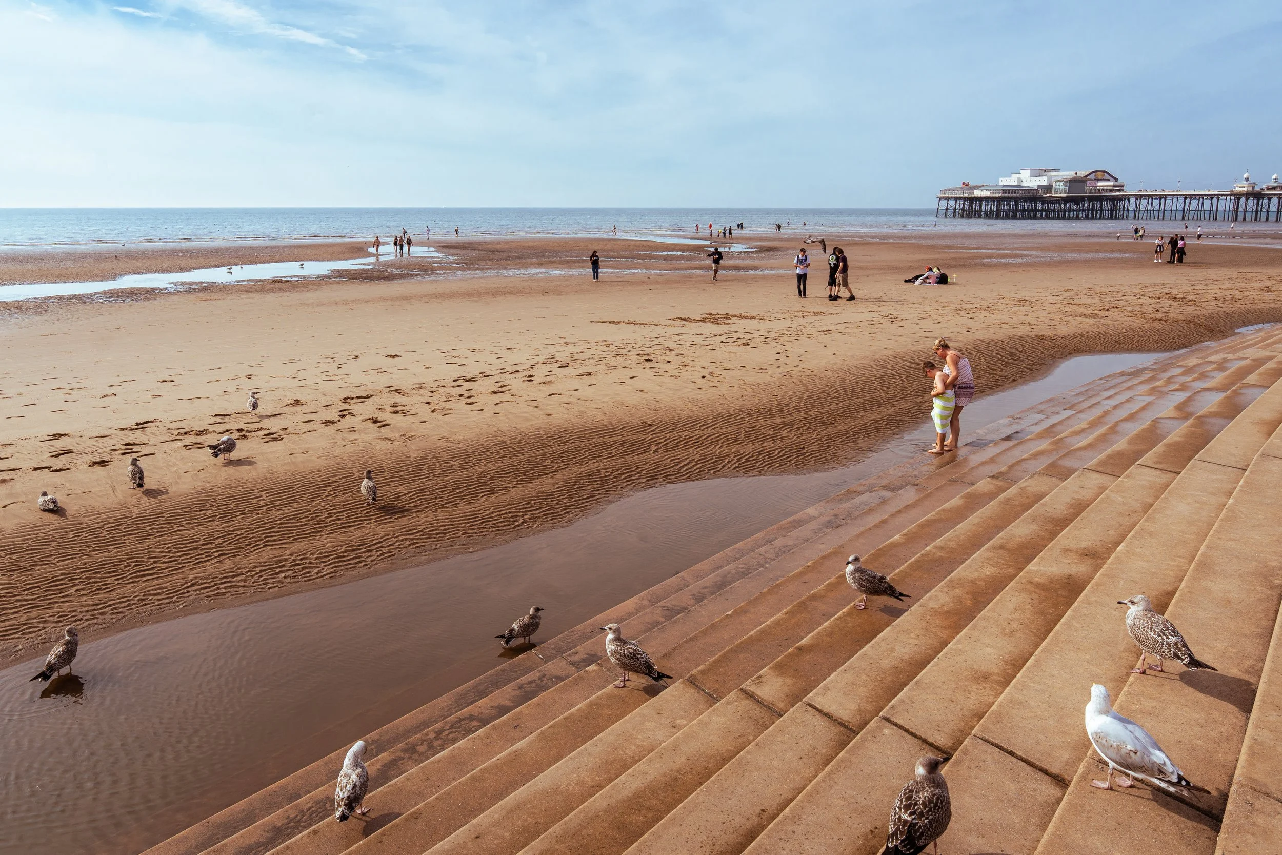 Sea Birds on the Promenade.jpg
