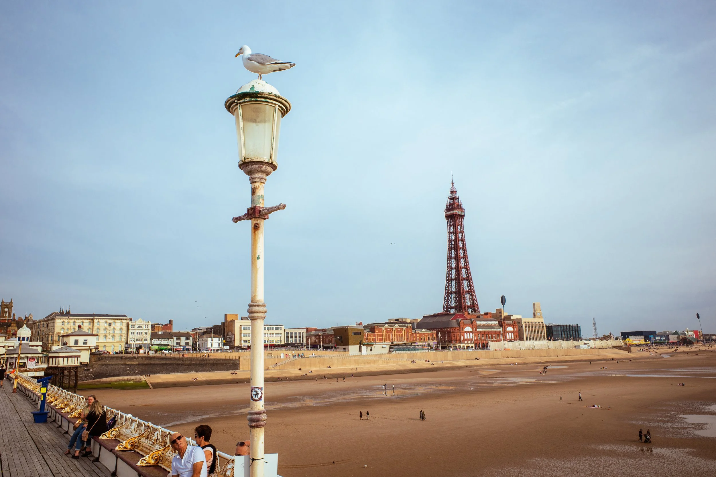 Seagull on Lamp Post.jpg