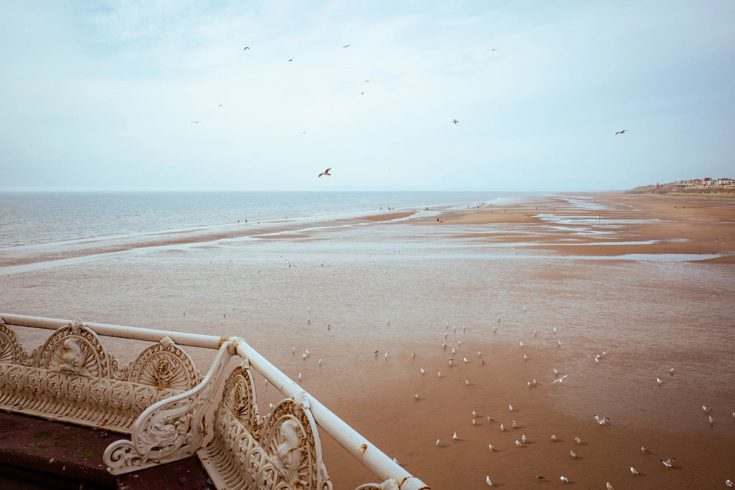 The Beach Belongs to the Birds.jpg