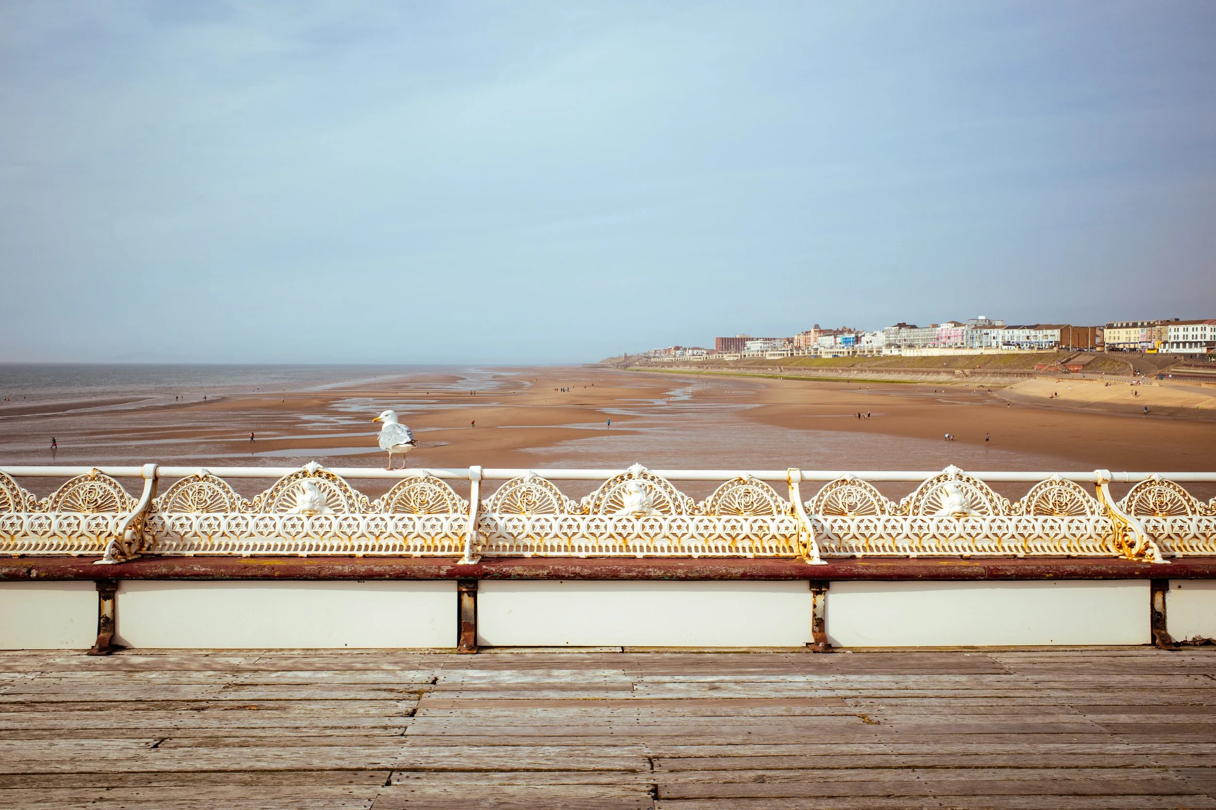 Seagull on the North Pier.jpg
