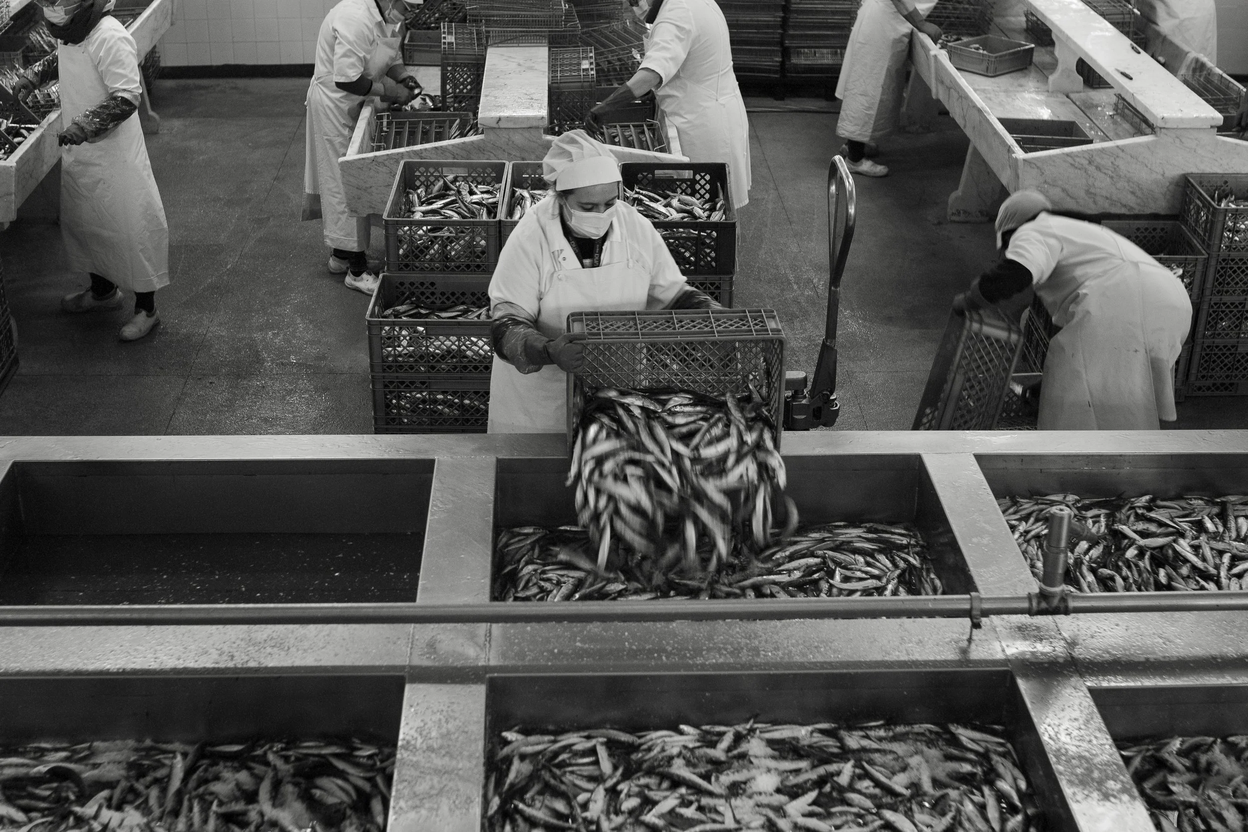 Workers in protective uniforms and masks sorting and handling fish in a fish processing facility with multiple bins of fish.