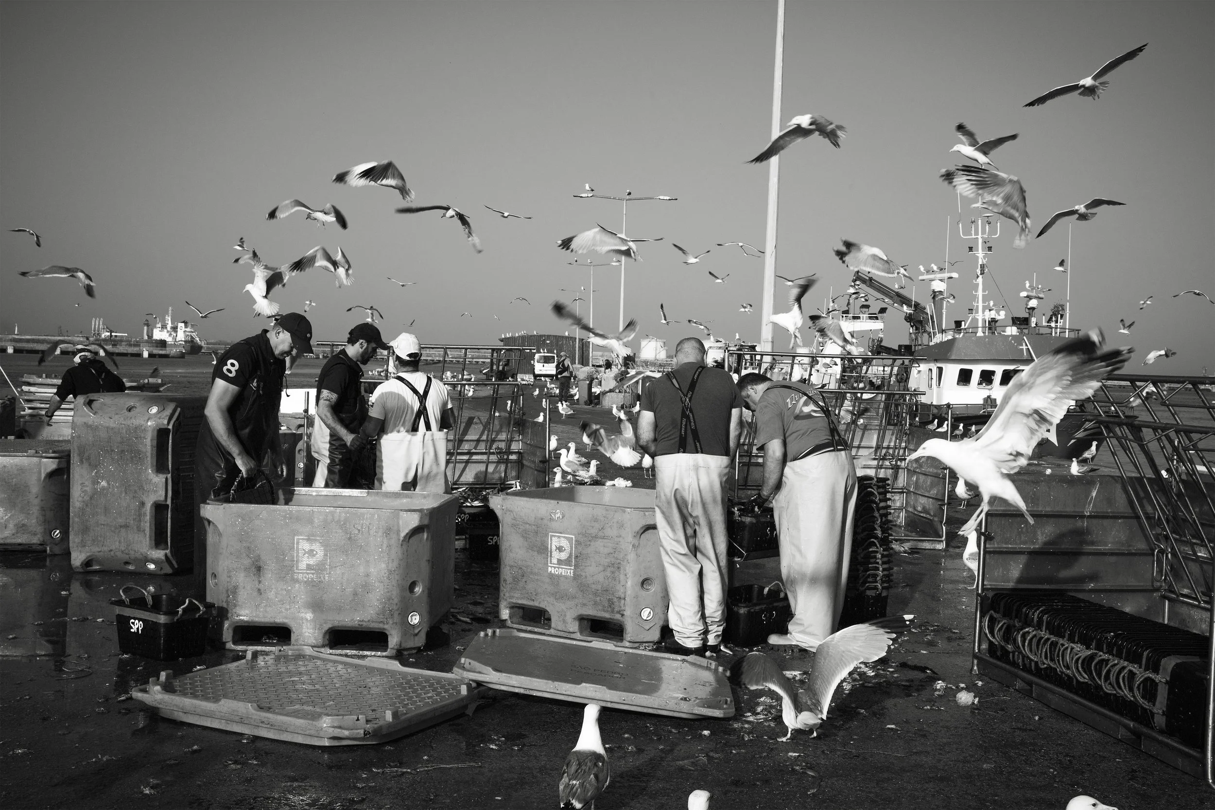 Seagulls flying over dock workers handling fish at a harbor in black and white.