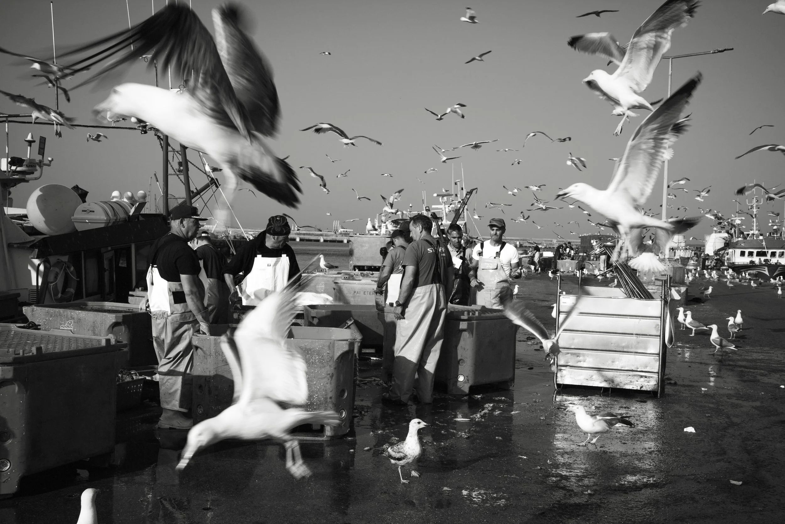 Follow the Sardines — 60 × 90 cm (23.6 × 35.4 in) Limited Edition Archival Print (Copy) (Copy) (Copy)