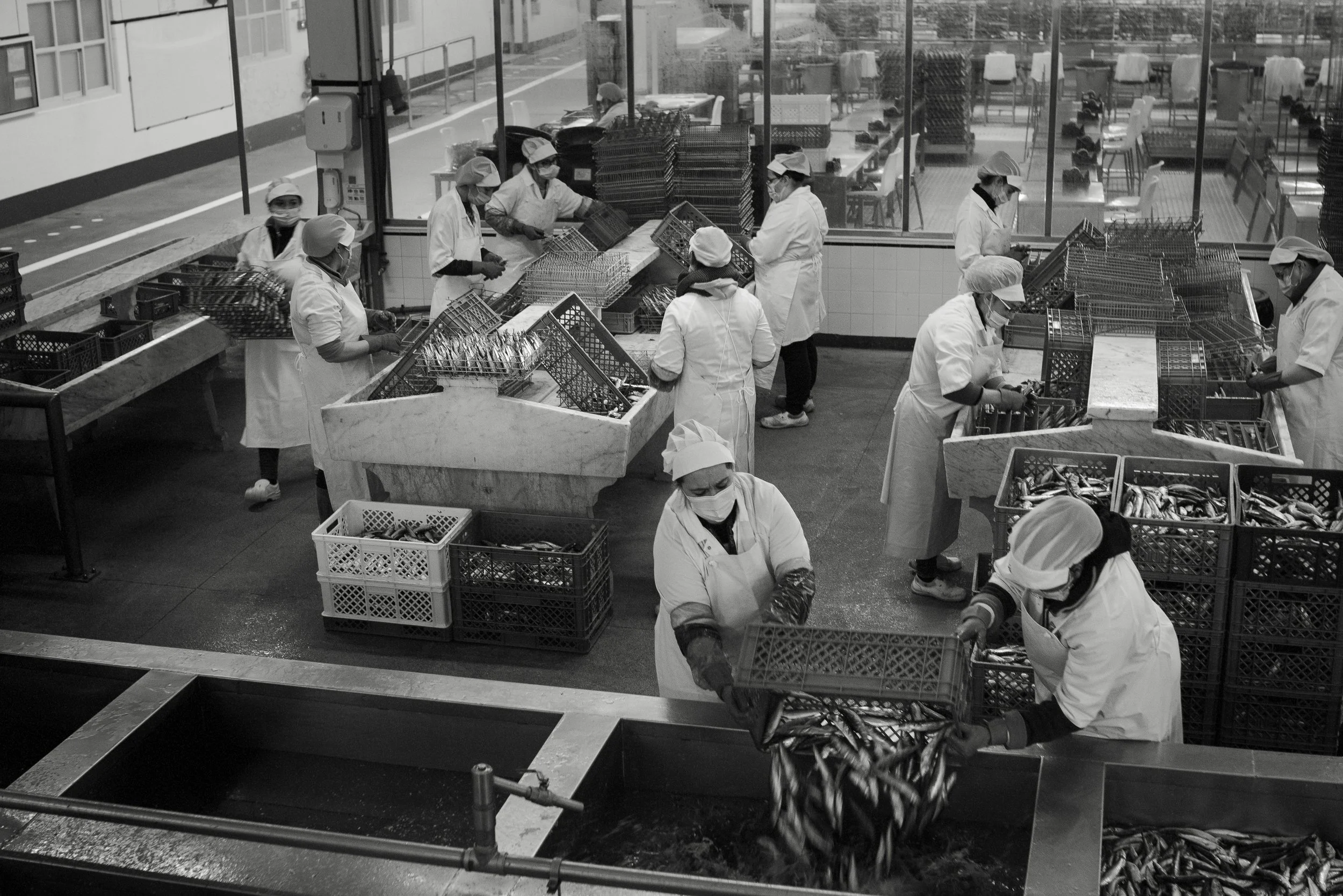 Black and white photo of workers in a seafood processing plant, sorting and packaging fish. The workers wear white uniforms, hairnets, masks, and gloves, and are handling fish in crates and bins. The room has a large window showing the outside street