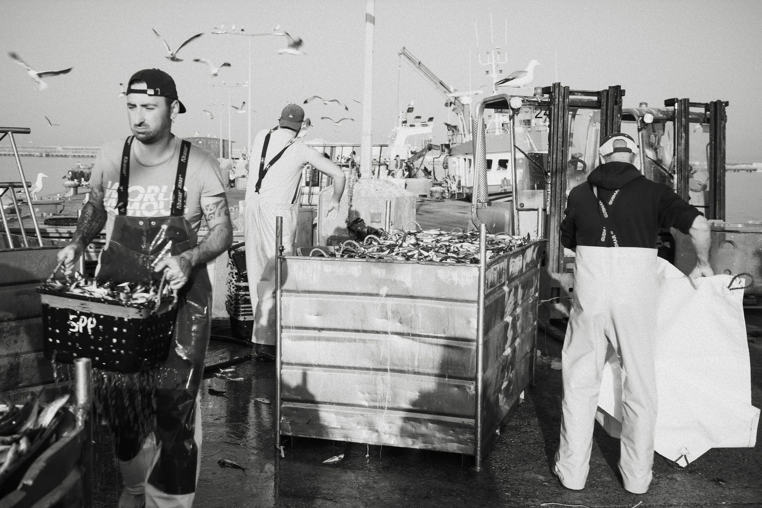 Three fishermen working on a dock with seagulls flying overhead, unloading fish from a boat.