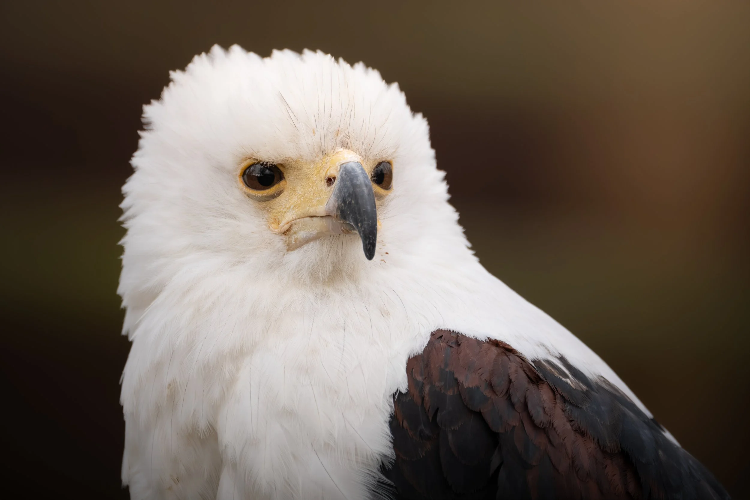 Close-up of a white and brown vulture with a curved beak and dark eyes, featuring a brown background.