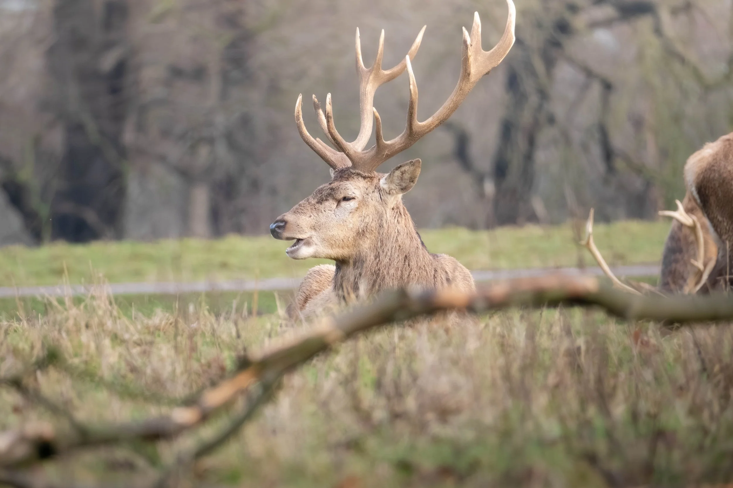 Male deer with large antlers lying in a grassy field with trees in the background.