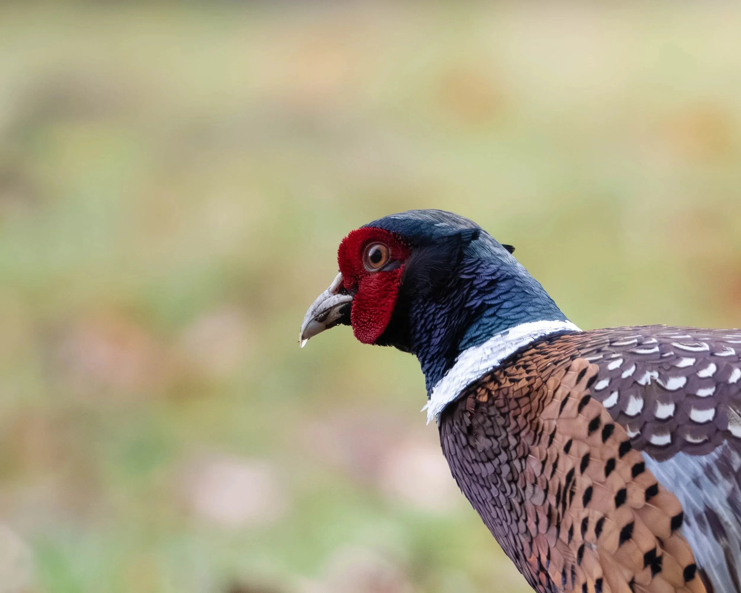 Close-up of a colorful pheasant bird facing left, with vibrant red, black, white, and brown feathers, blurred green background.