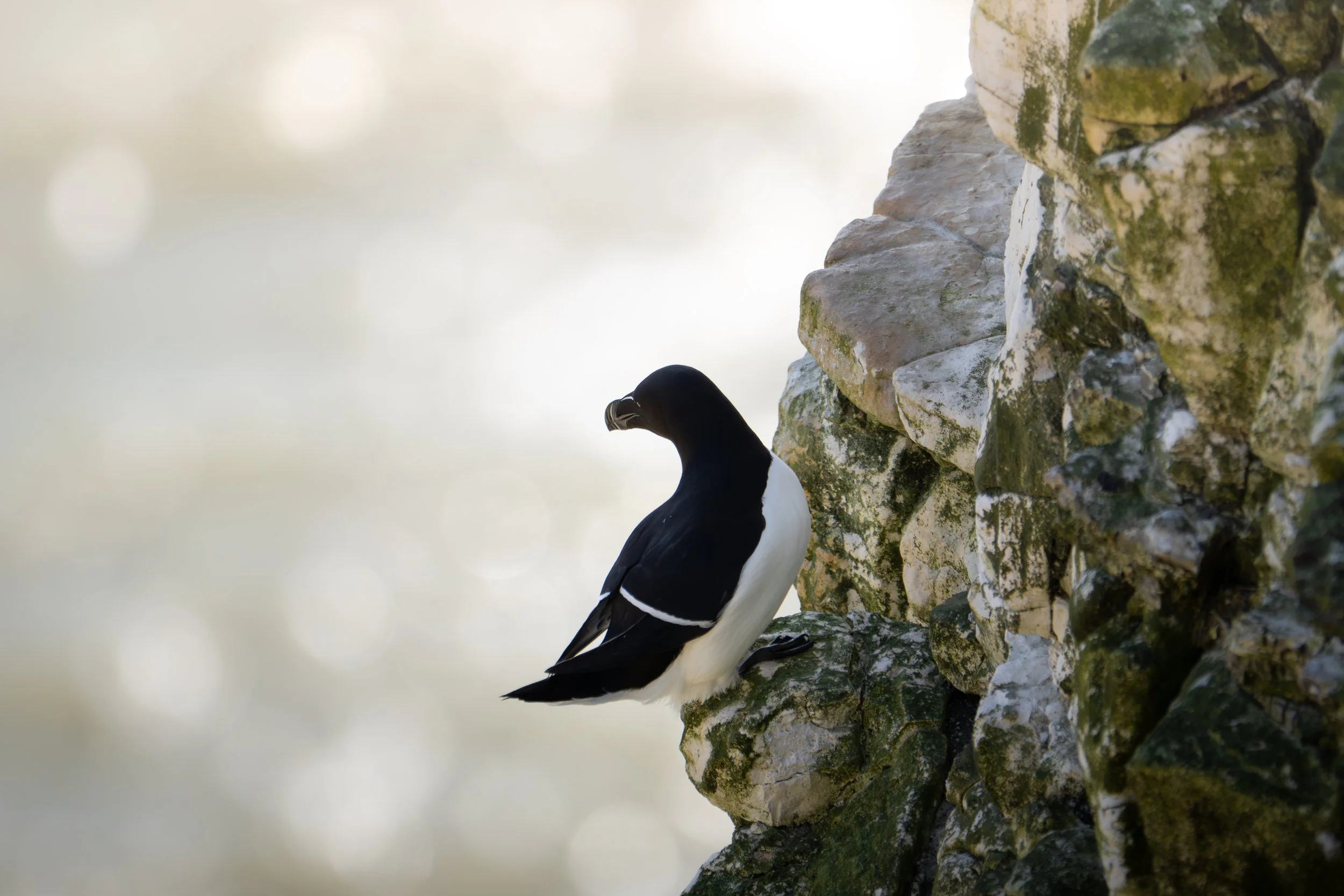 RSPB Bempton Cliffs