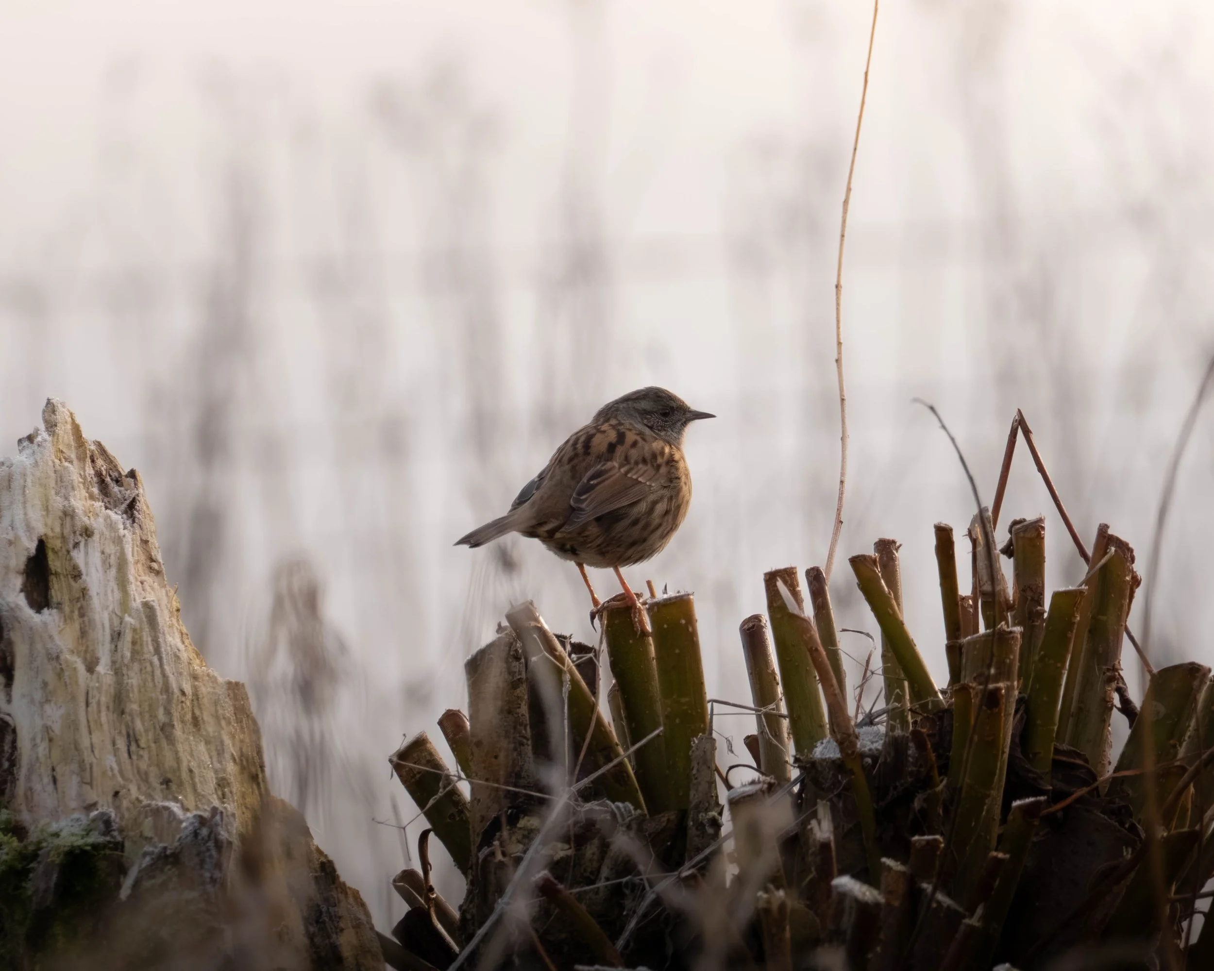 A small brown bird perched on broken plant stalks in a frosty, muted natural setting.