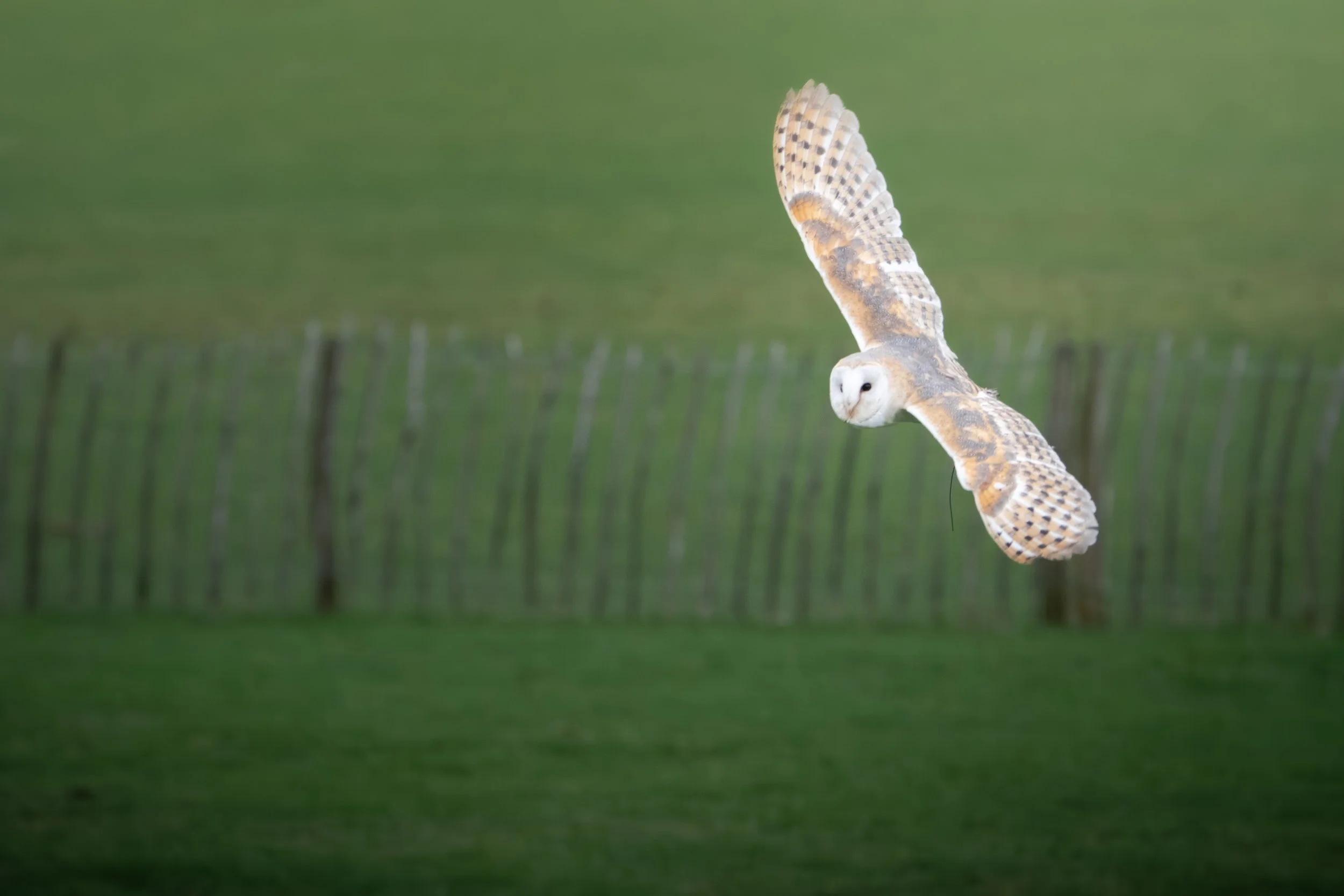 A barn owl flying low over a green field with a wooden fence in the background.