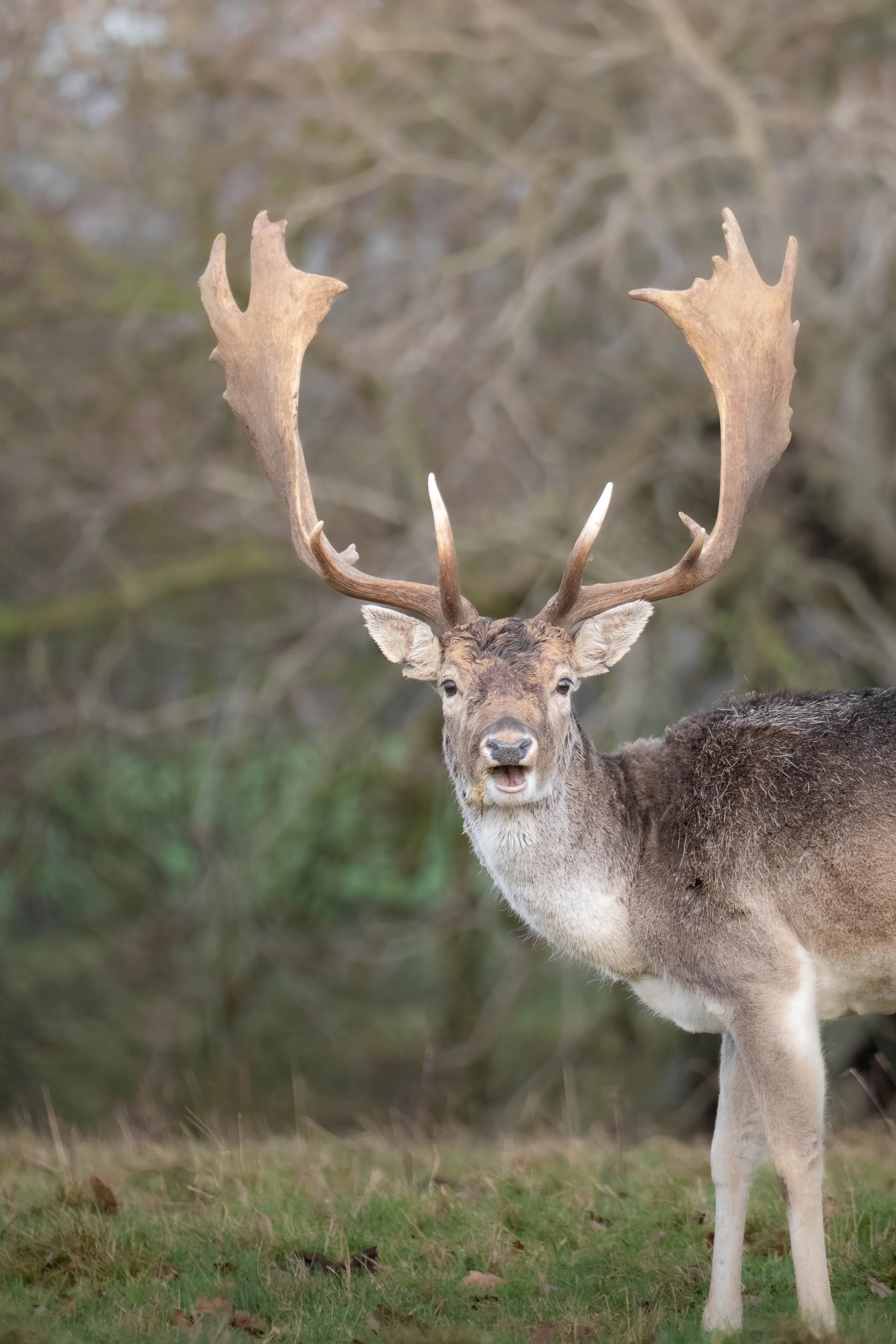 A deer with large antlers standing on grass, looking towards the camera with its mouth slightly open.