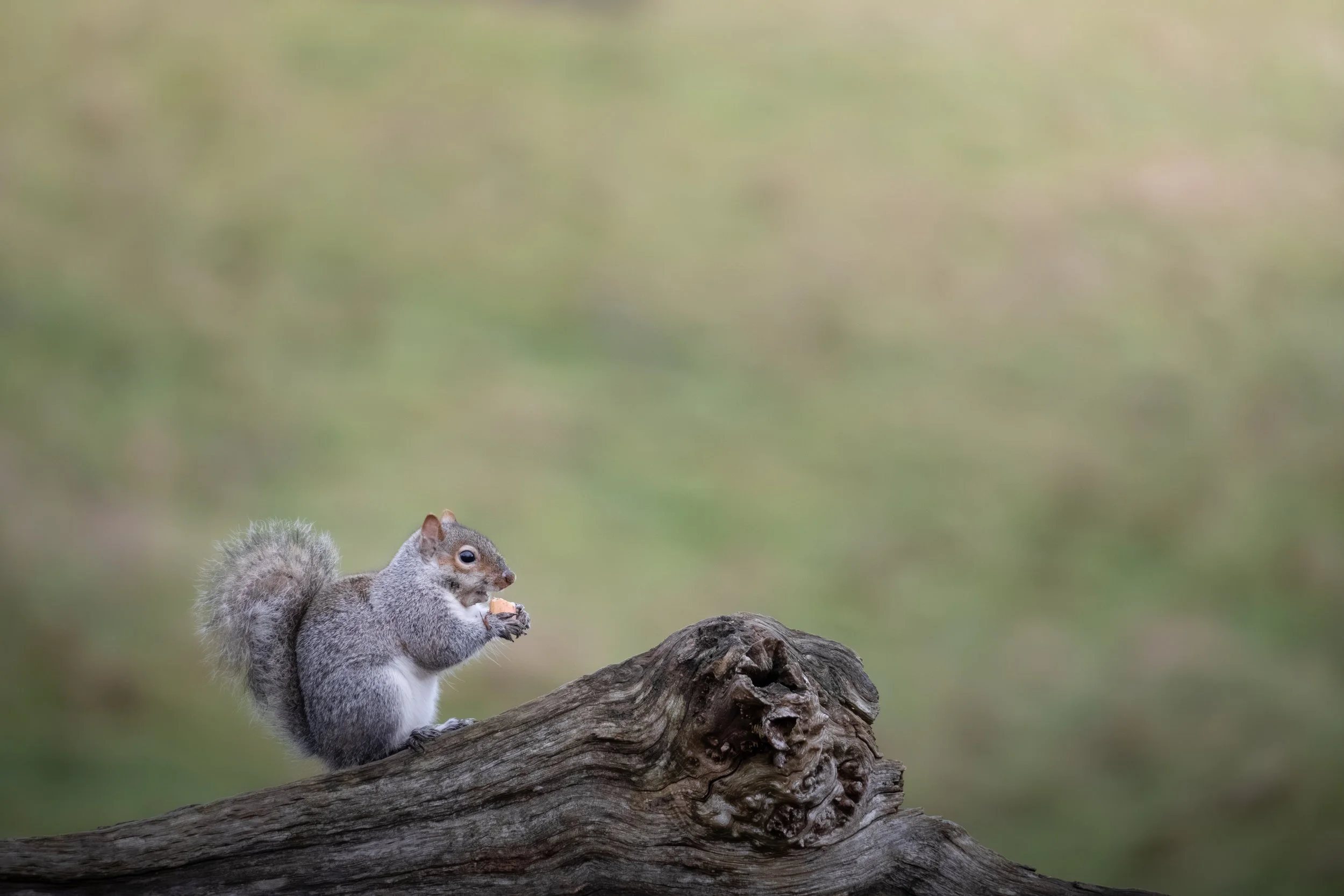 A squirrel sitting on a piece of wood, holding and eating a nut, with a blurred green background.