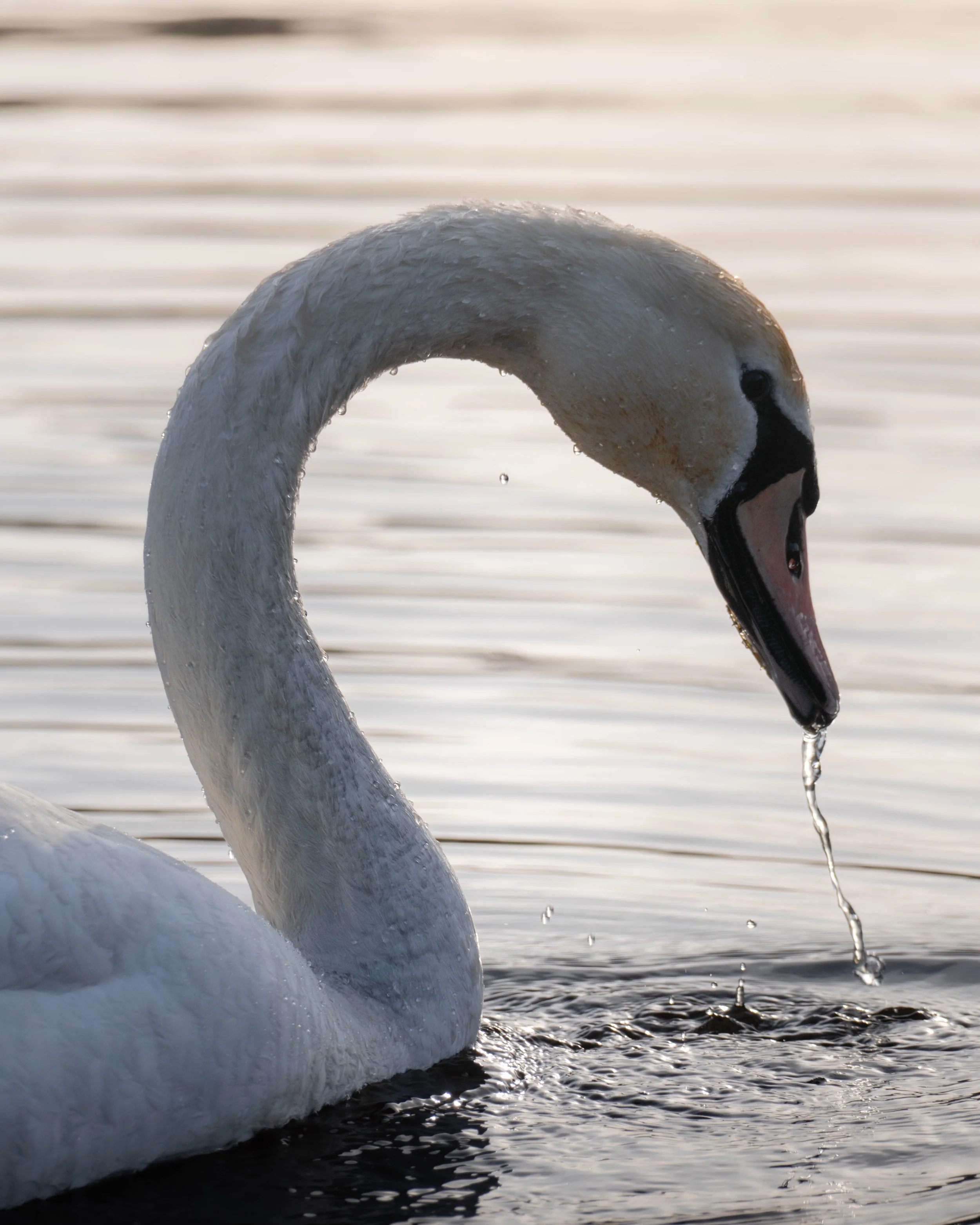 A close-up of a majestic swan gracefully swimming in a lake during sunset, with water droplets on its neck and drops falling from its beak.