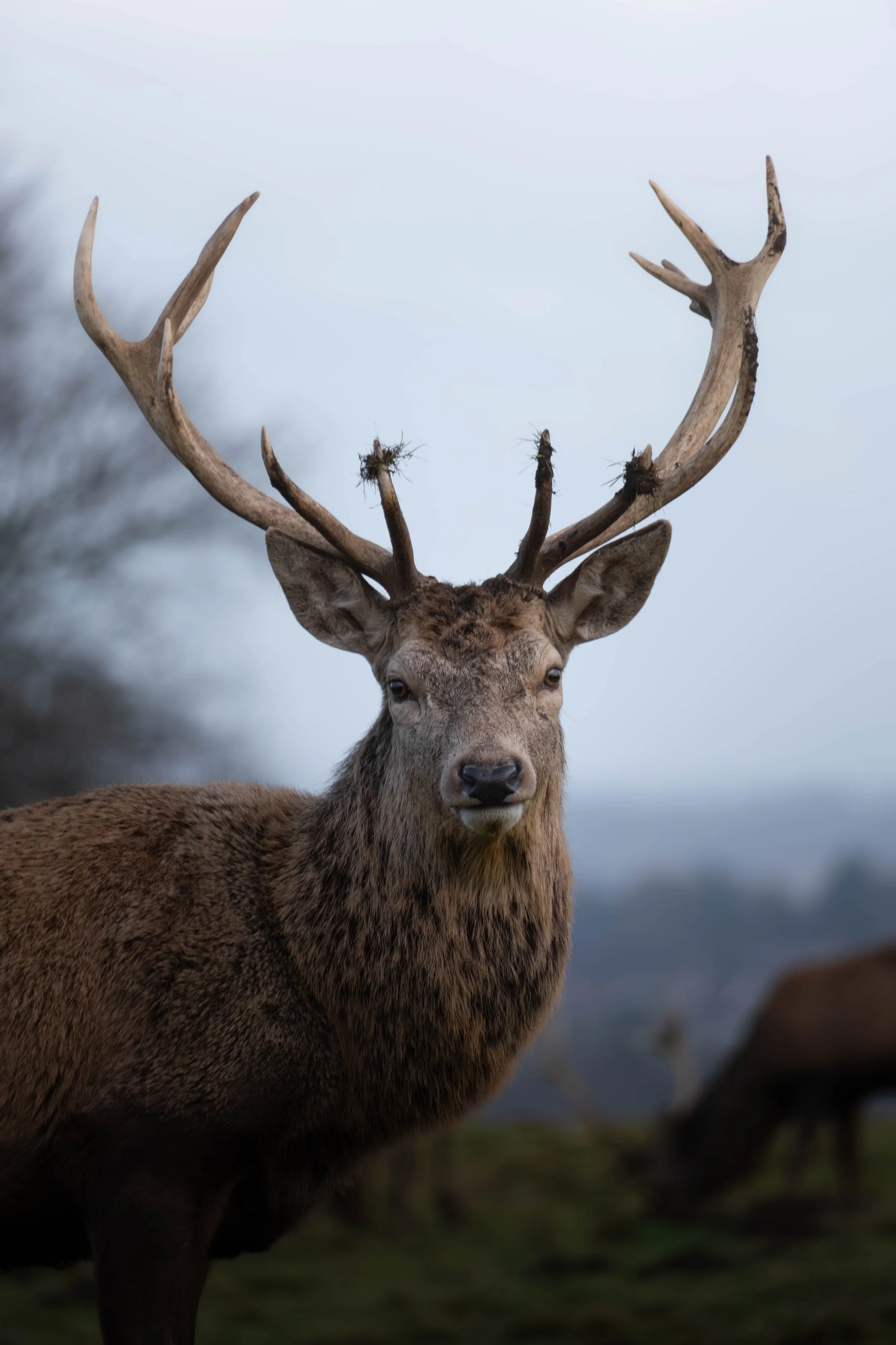 A close-up of a majestic stag with large antlers standing outdoors in a natural setting.