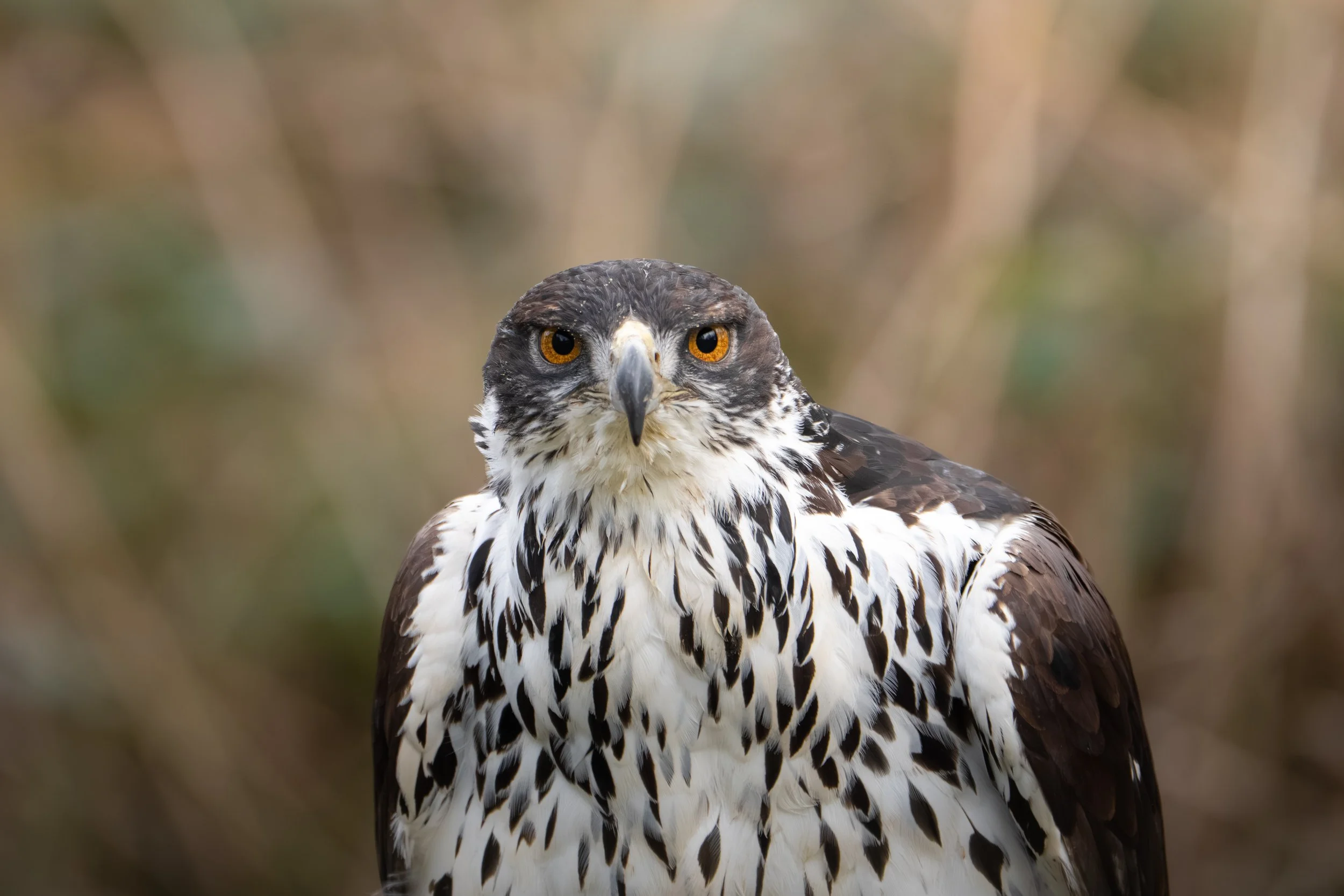 A close-up of a hawk with sharp eyes and black and white feathers, against a blurred natural background.