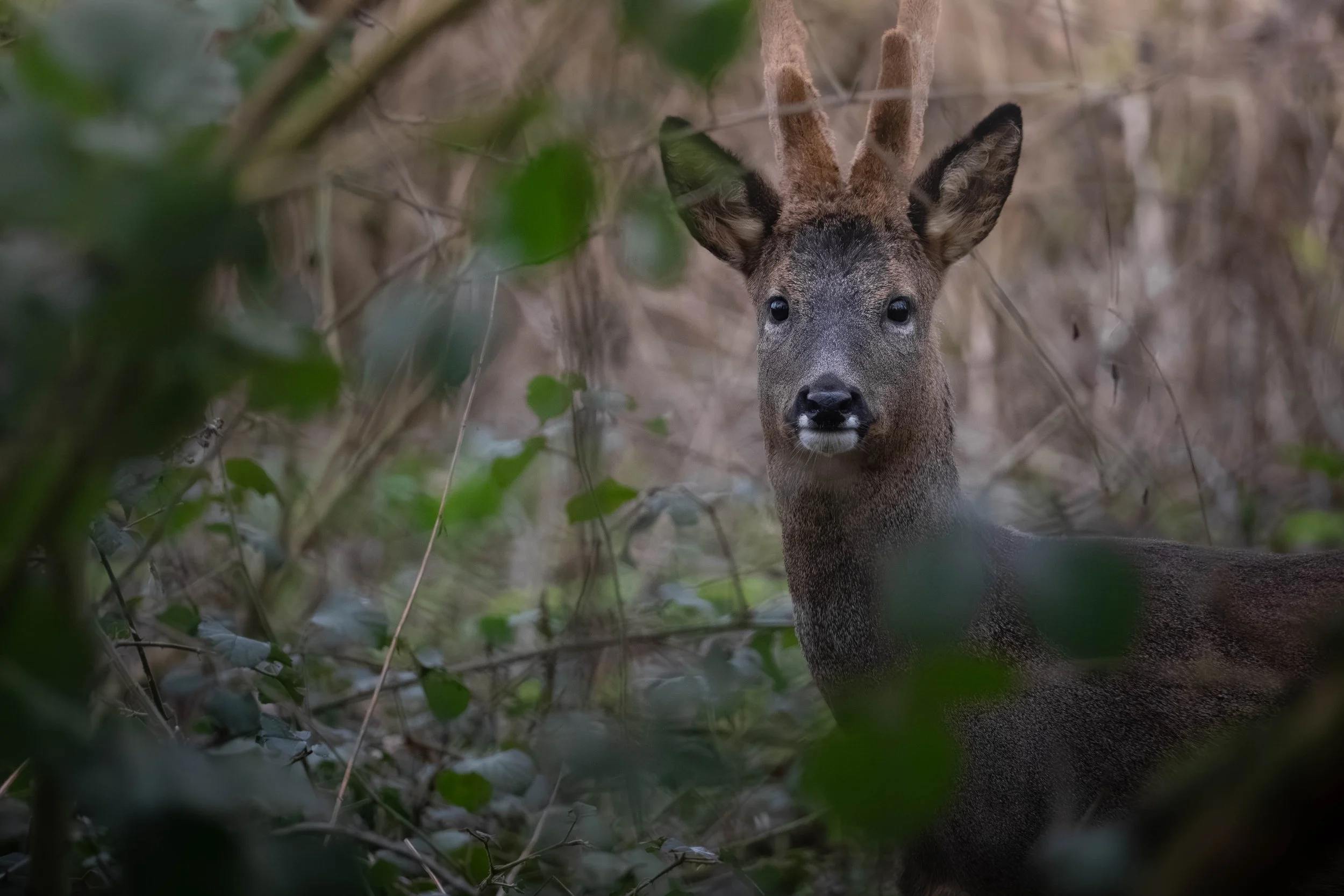 A young deer with antlers looking through green foliage in a forest