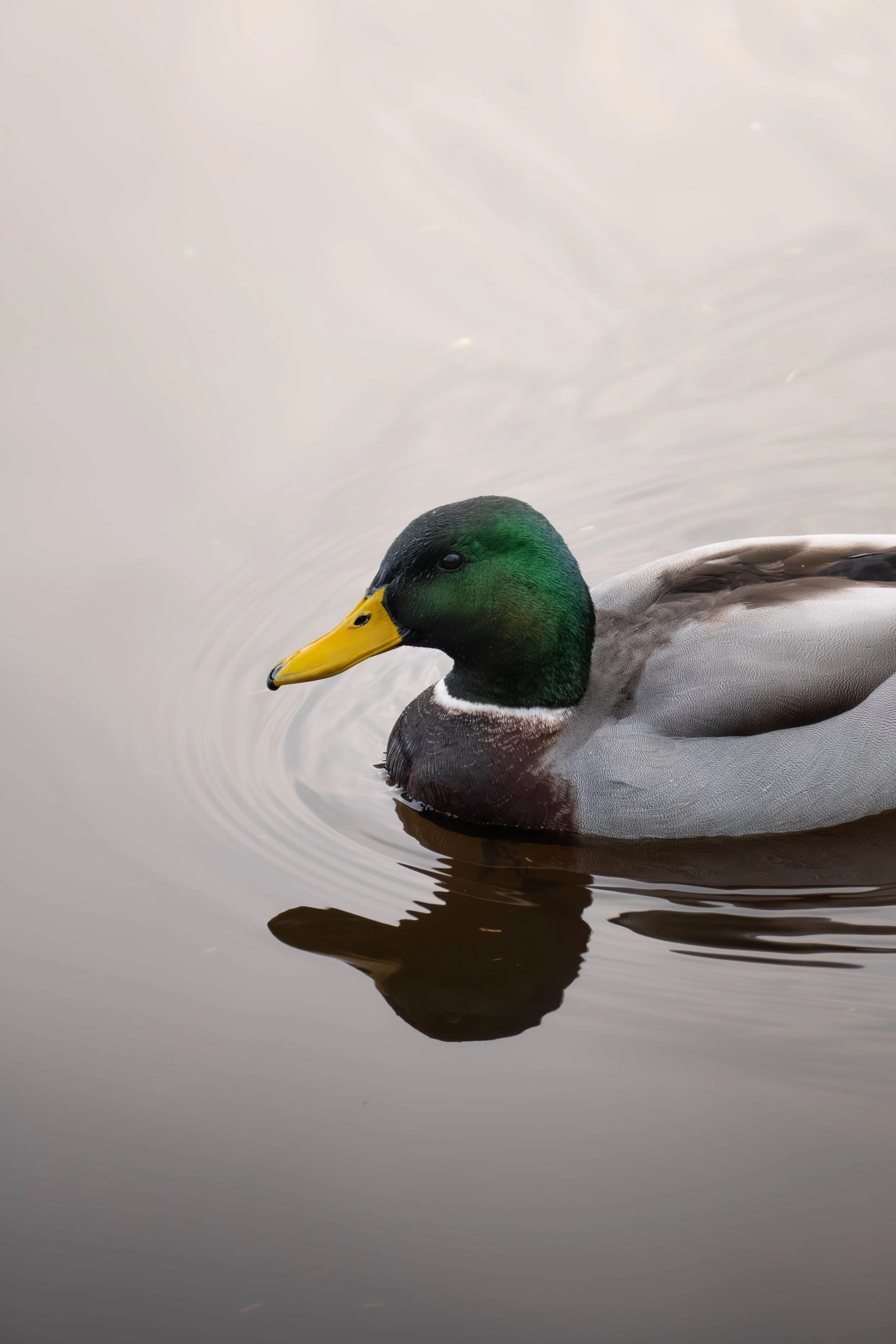 A close-up of a male mallard duck swimming in calm water, showing its green head, yellow bill, and reflection on the water.