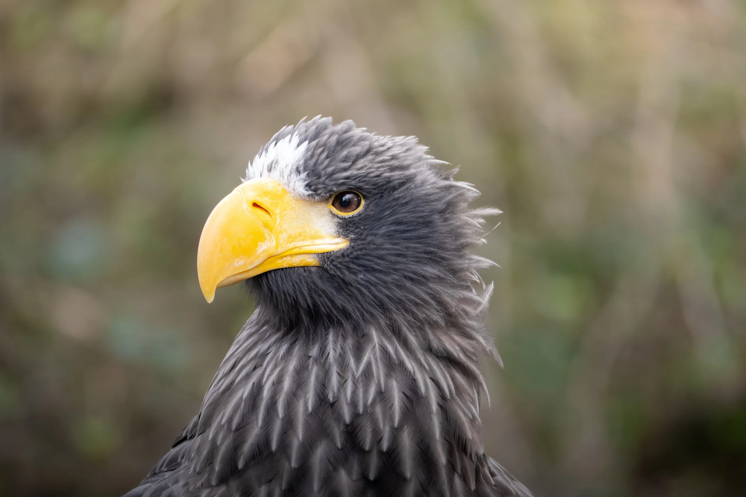 Close-up of a large bird of prey, possibly an eagle or similar raptor, with a yellow beak and dark feathers, against a blurred natural background.