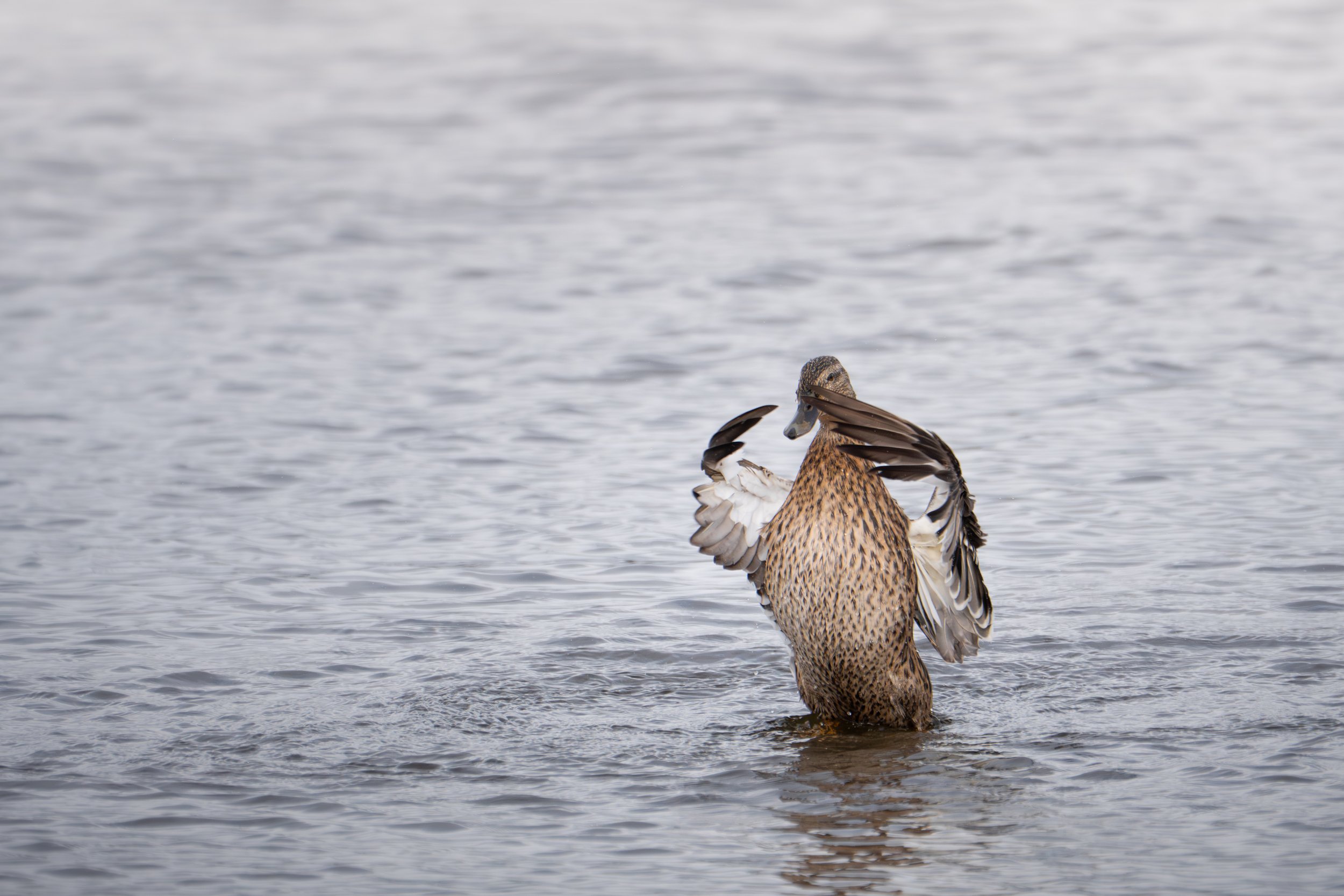 A duck standing on water, preening its feathers with one wing raised.