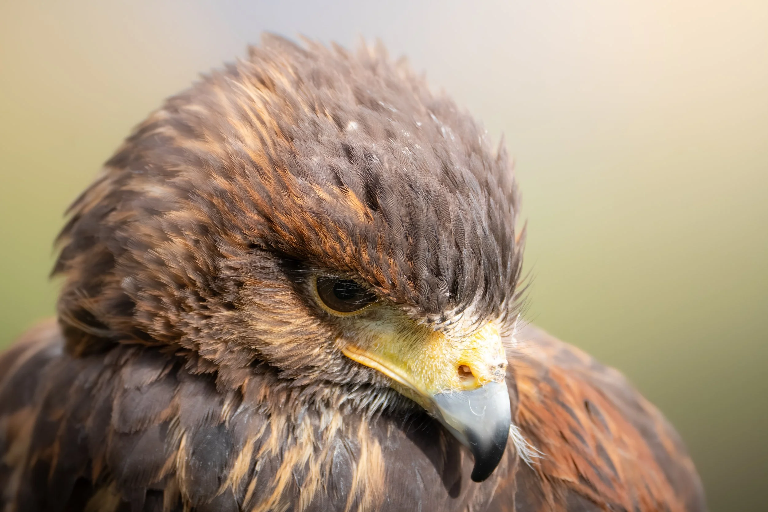 Close-up of a hawk's head showing brown feathers, sharp eyes, and curved beak.