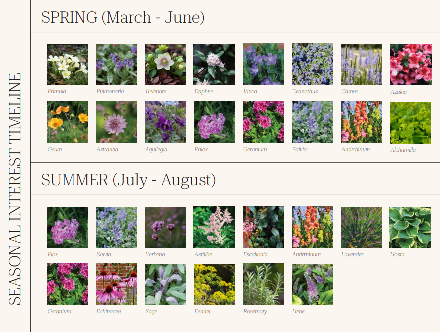 A chart showing seasonal flowers with two sections: Spring (March-June) and Summer (July-August). The Spring section features 12 flowers including Primula, Pulmonaria, Hellebore, Daphne, Vinca, Ceanothus, Camas, Azalea, Geum, Astrantia, Aquilegia, Phlox, Geranium, Salvia, Antirrhinum, and Alchamilla. The Summer section features 13 flowers including Plox, Salvia, Verbena, Astilbe, Escallonia, Antirrhinum, Lavender, Hosta, Geranium, Echinacea, Sage, Fennel, Rosemary, and Hebe, with their images displayed.