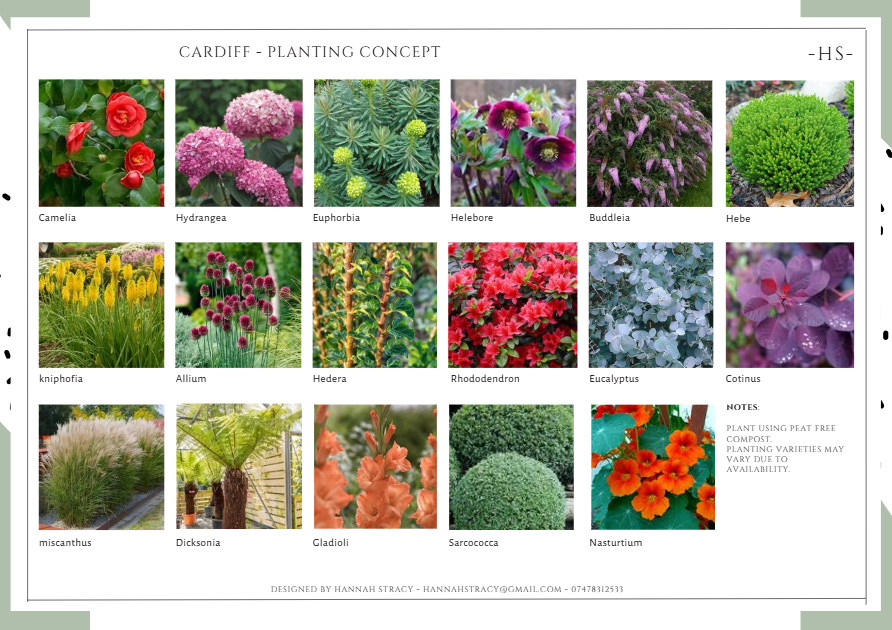 A planting concept layout for Cardiff with images of various plants and flowers, including Camellia, Hydrangea, Euphorbia, Hellebore, Buddleia, Hebe, kniphofia, Allium, Hedera, Rhododendron, Eucalyptus, Cotinus, miscanthus, Dicksonia, Gladioli, Sarcococca, and Nasturtium, with notes on planting and a designer's contact information.