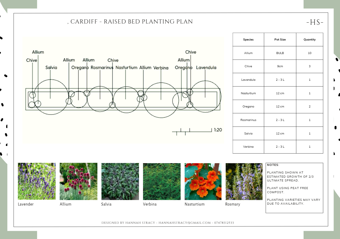 A planting plan for a raised bed garden in Cardiff, showing the arrangement of various herbs and plants, including lavender, allium, salvia, verben, nasturtium, chive, oregano, rosemary, and verbena, with a legend and notes about the planting process.