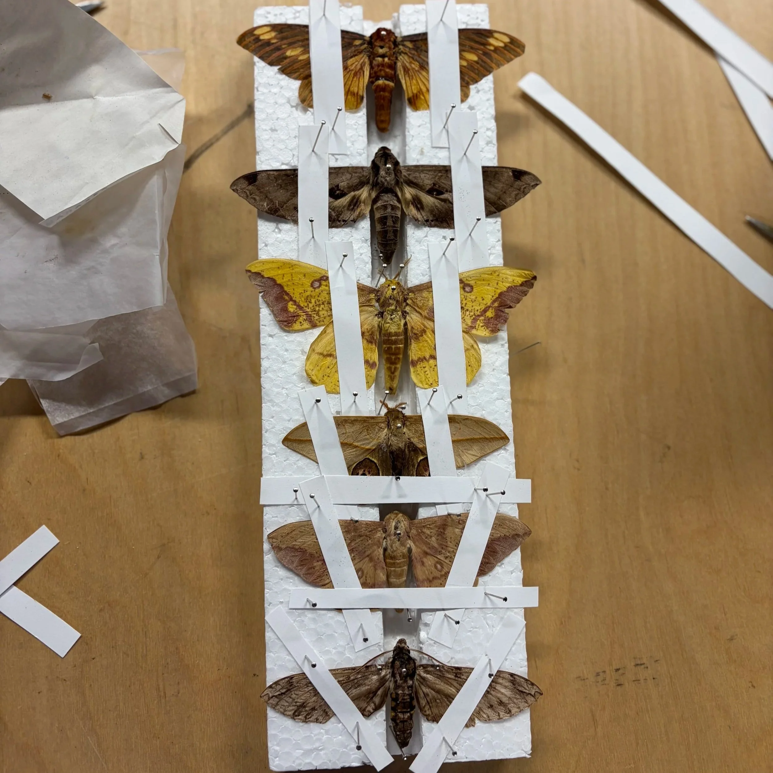 Moth Pinning Class- Brooklyn Taxidermy