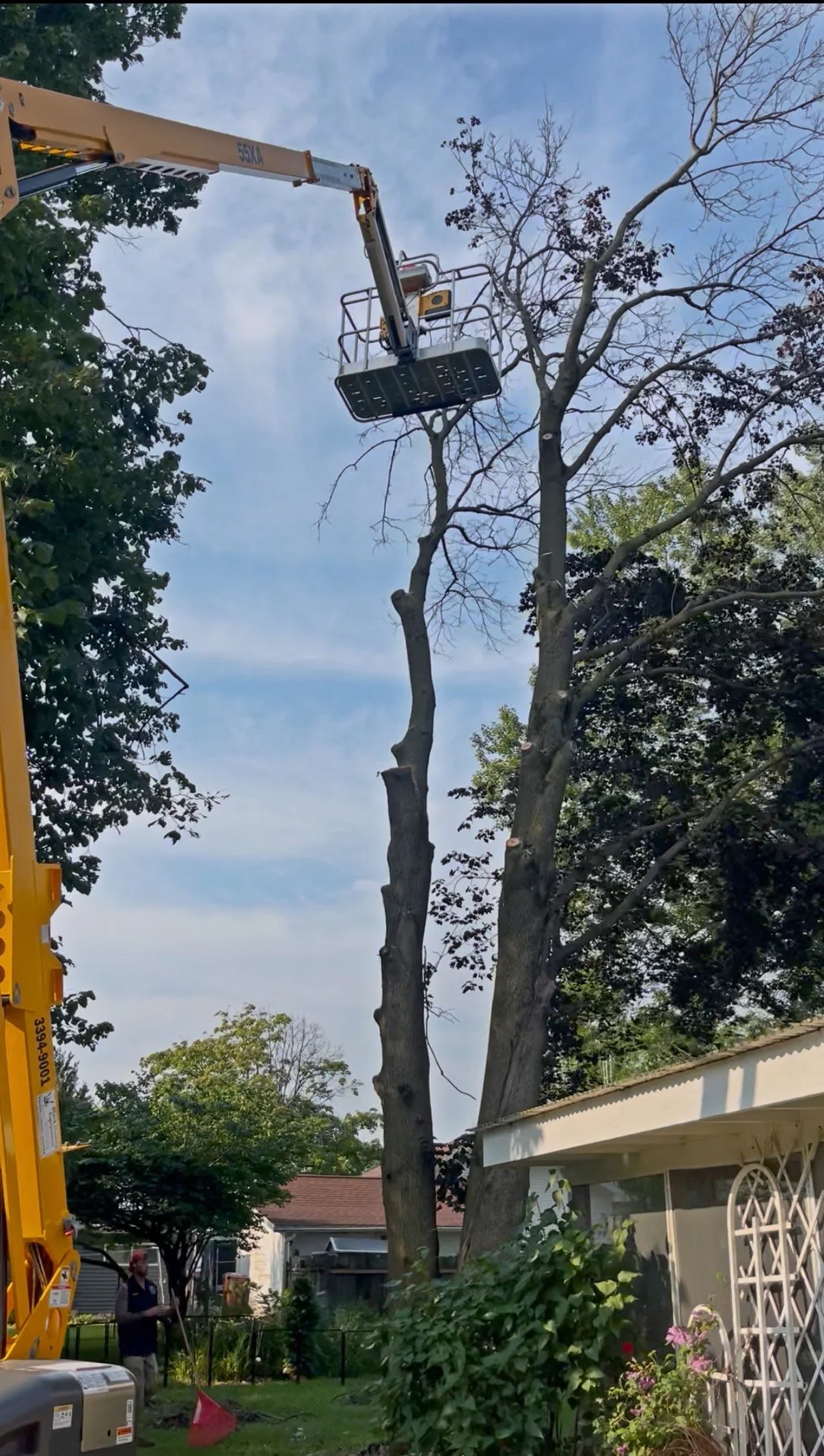 Tree Removal-2.jpg
