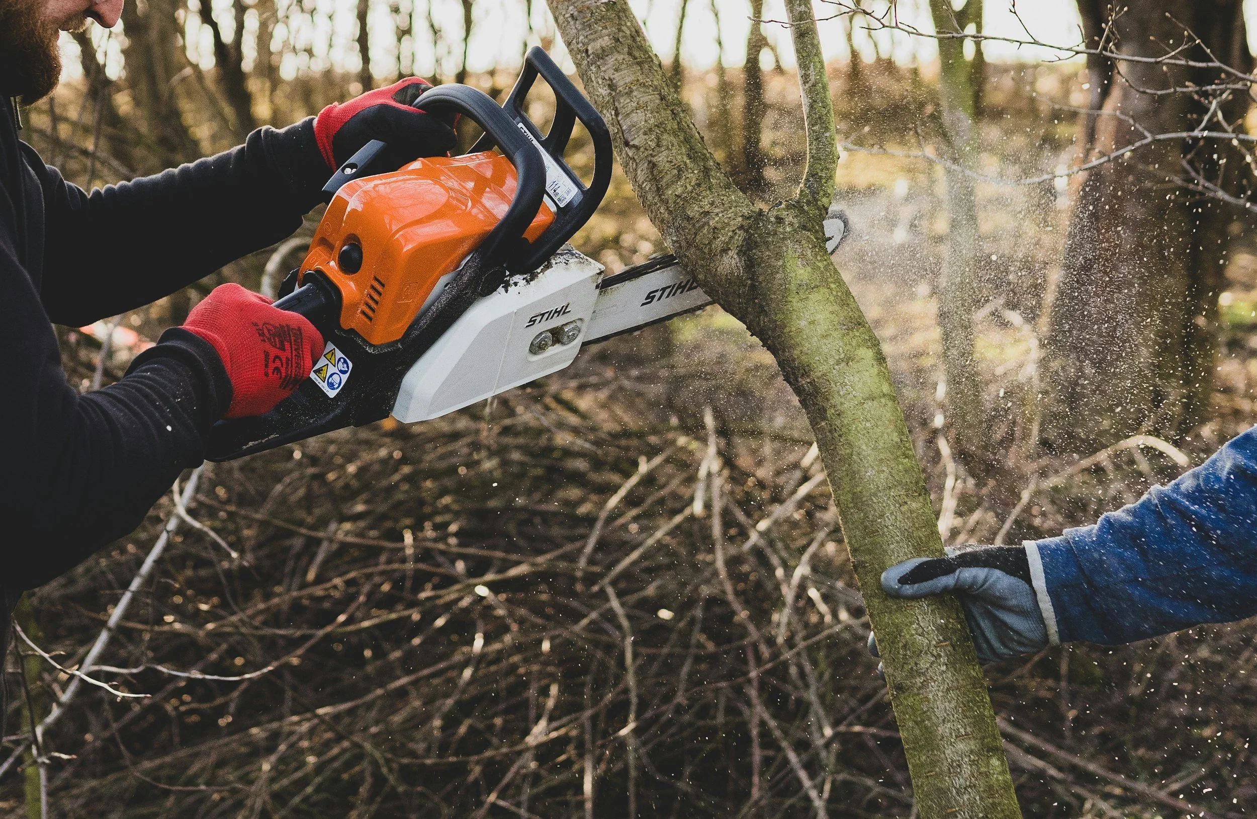 A person using an orange and white chainsaw to cut a tree trunk outdoors, with another person holding the trunk steady, during daytime.