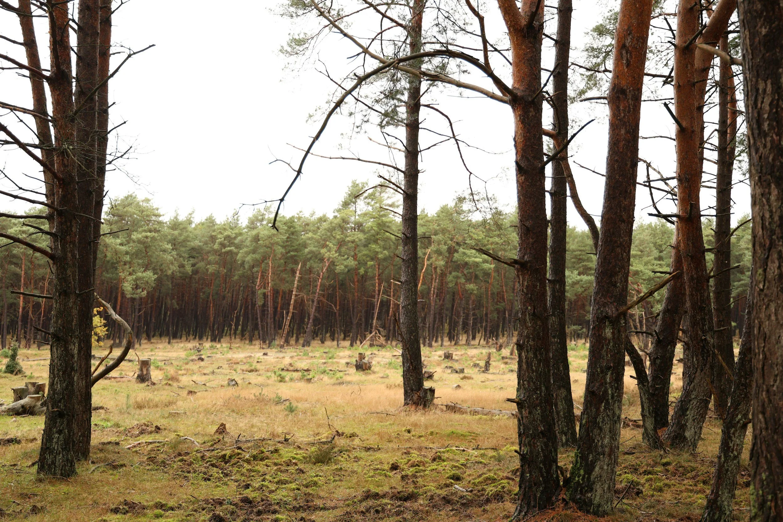 A forest with tall, thin trees and a grassy clearing with some tree stumps.