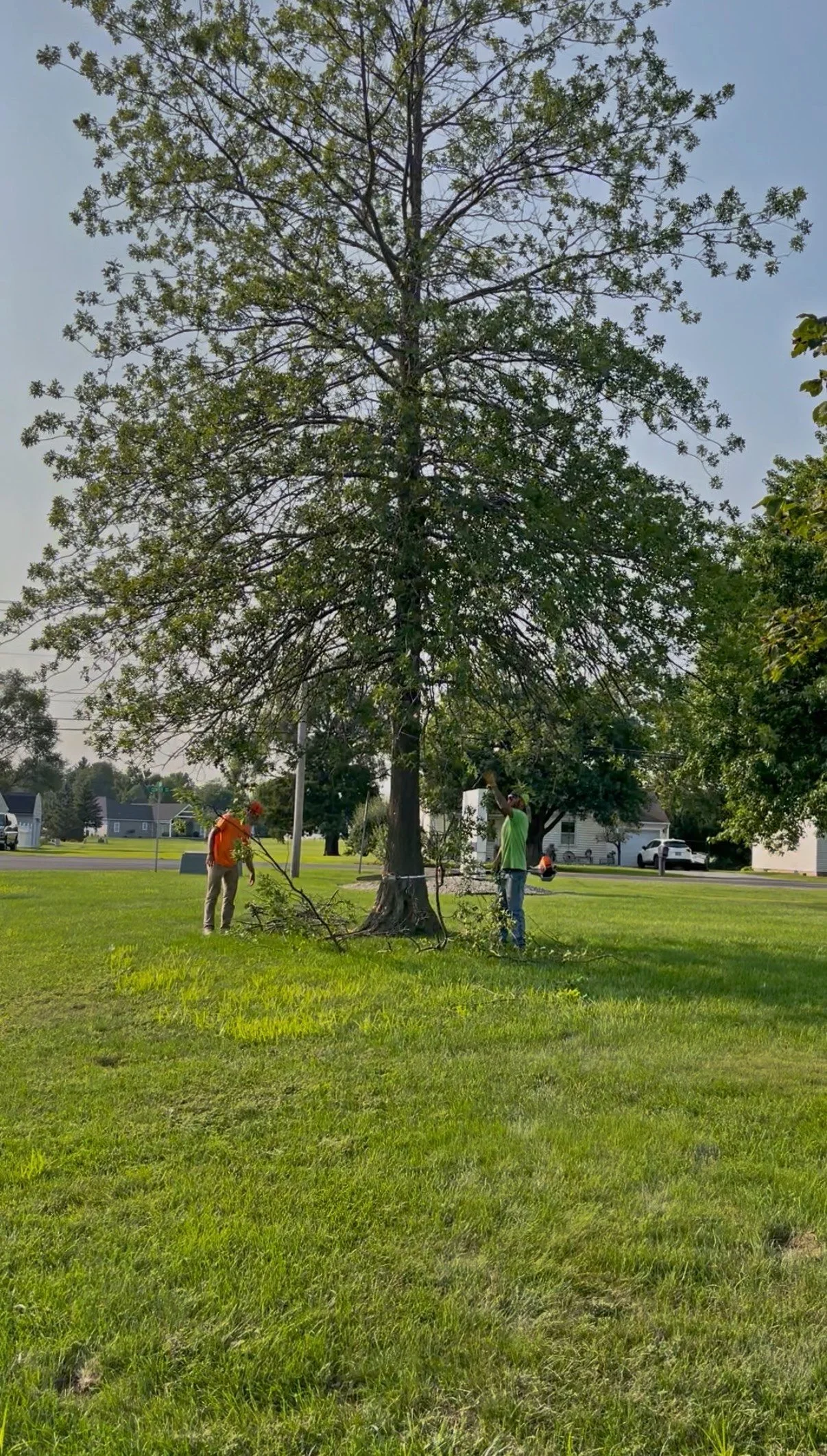 treee trimming.jpg