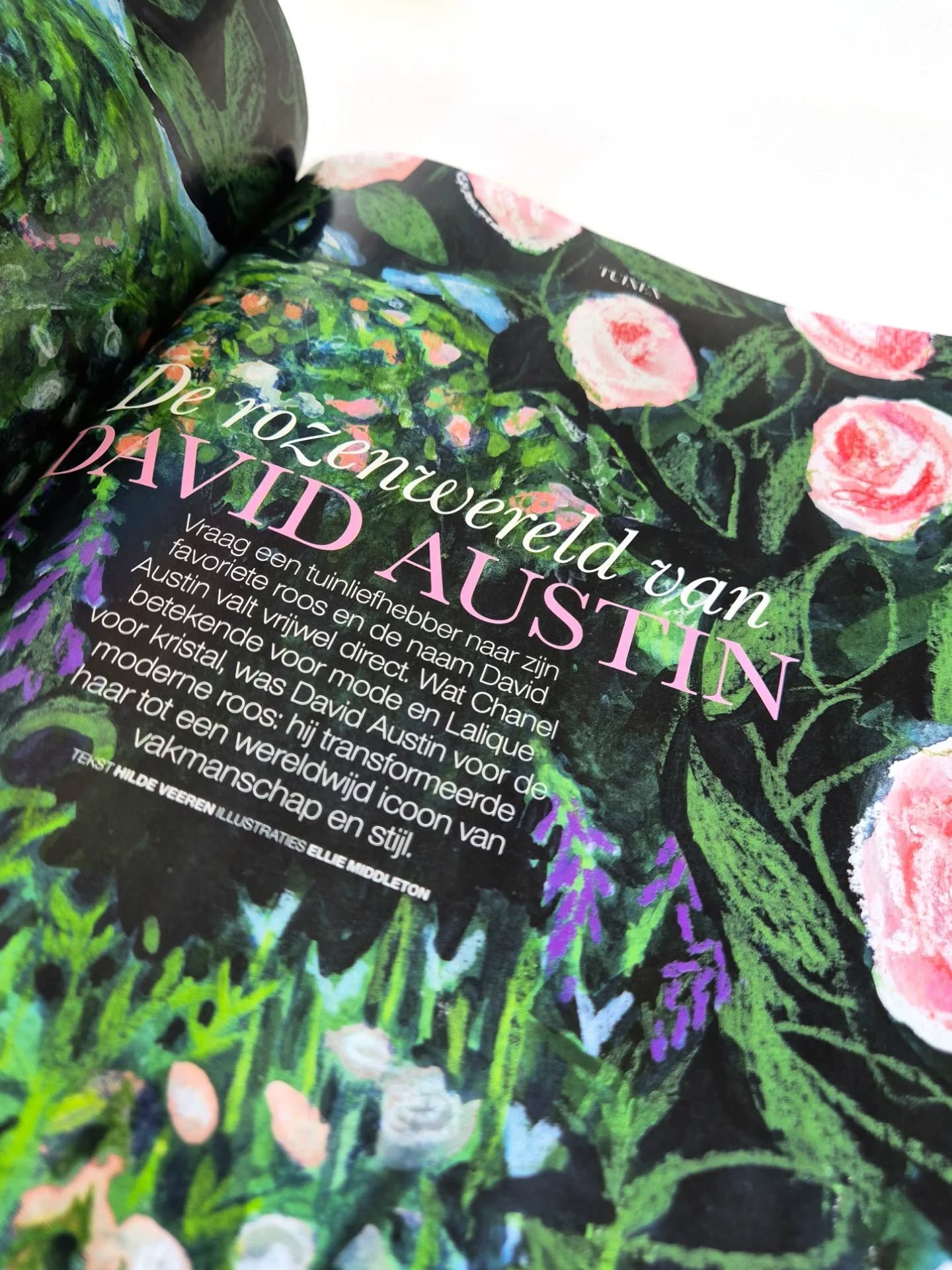 Absolutely delighted to be in the latest edition of Elegance magazine. I have illustrated a very gorgeous article about David Austin roses written by @hildefeathers 
@elegance_nl 

When Hilde gave me the brief I jumped on it - I'm a keen gardener (of