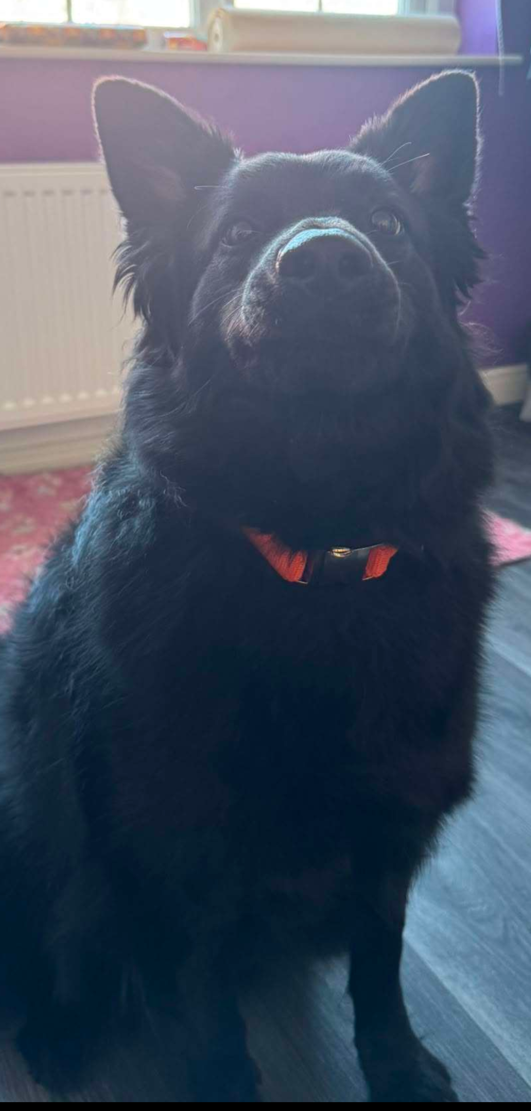A black dog with a shiny coat, fluffy fur, and pointed ears wearing an orange collar, sitting indoors near a floor with a dark surface. The background features a purple wall, a window, and a radiator.