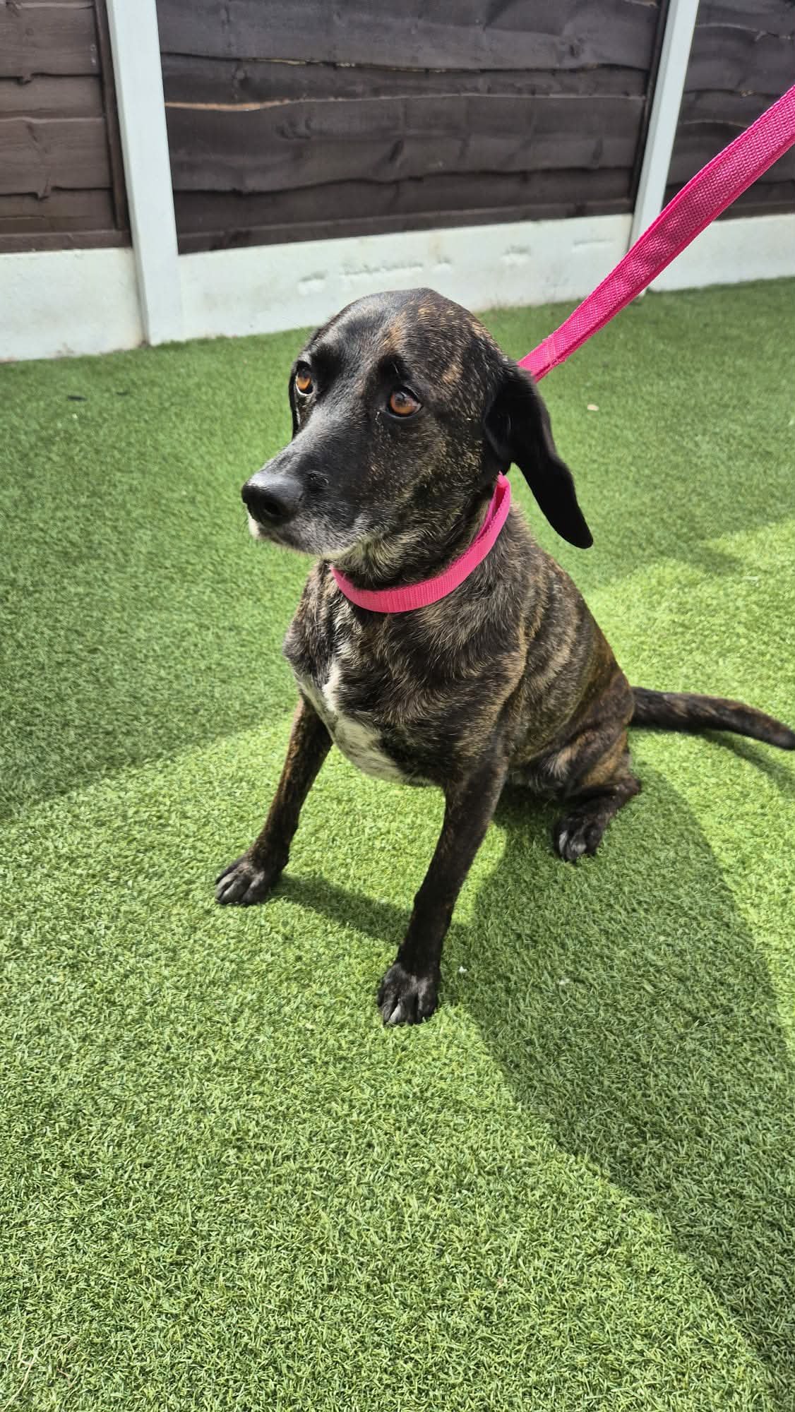 A brindle-colored dog with a pink collar and leash, sitting on artificial grass in a yard with a wooden fence.