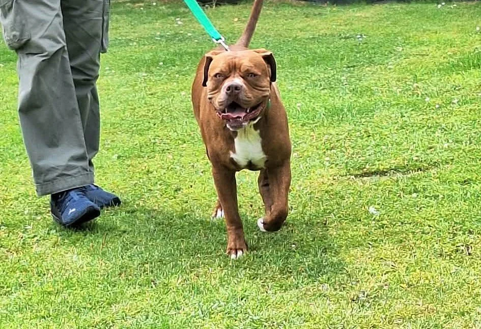 A happy brown dog with a white chest running on grass leash attached to collar, person in gray pants and black shoes walking alongside in the background.