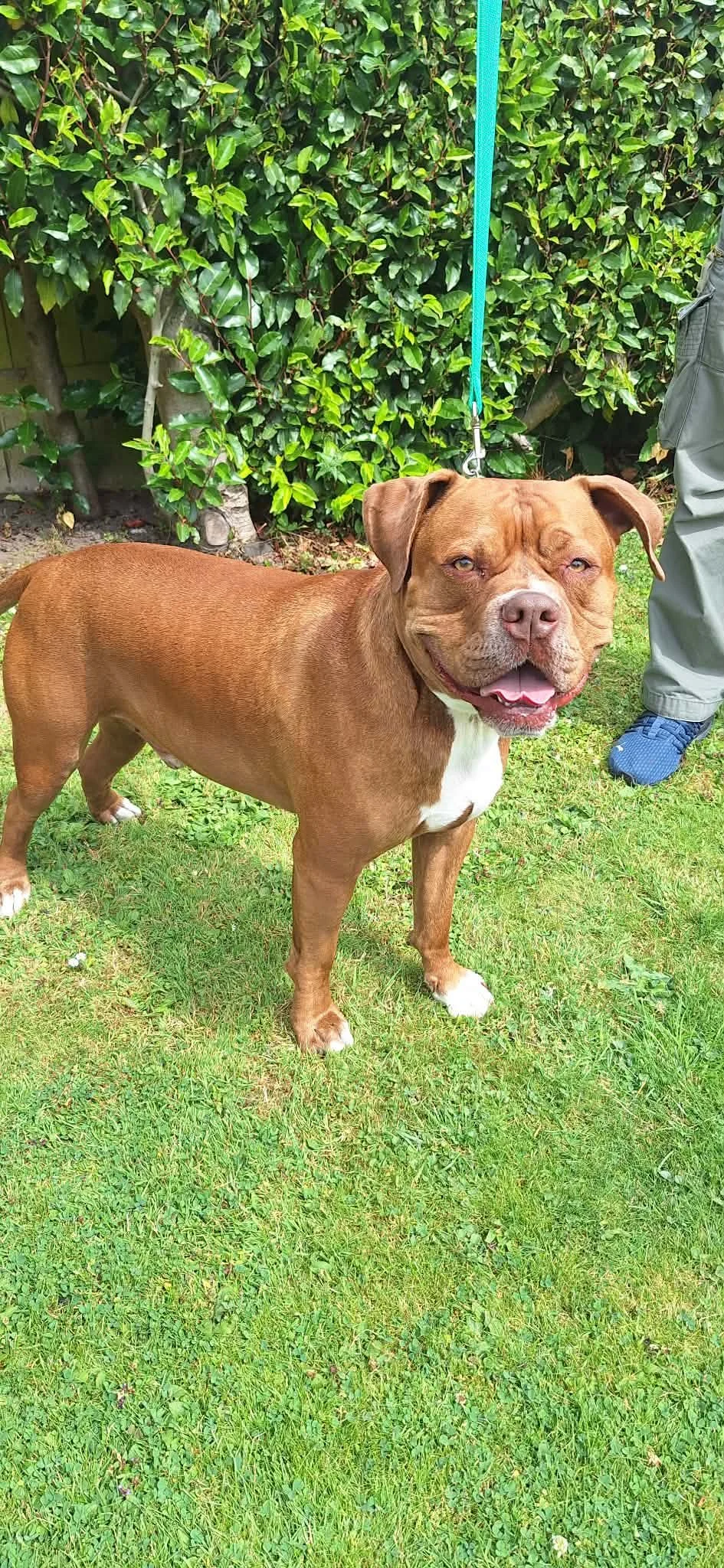 A happy brown dog with a white chest and paws, standing on green grass with bushes in the background. The dog is on a blue leash held by a person wearing gray pants and blue shoes.