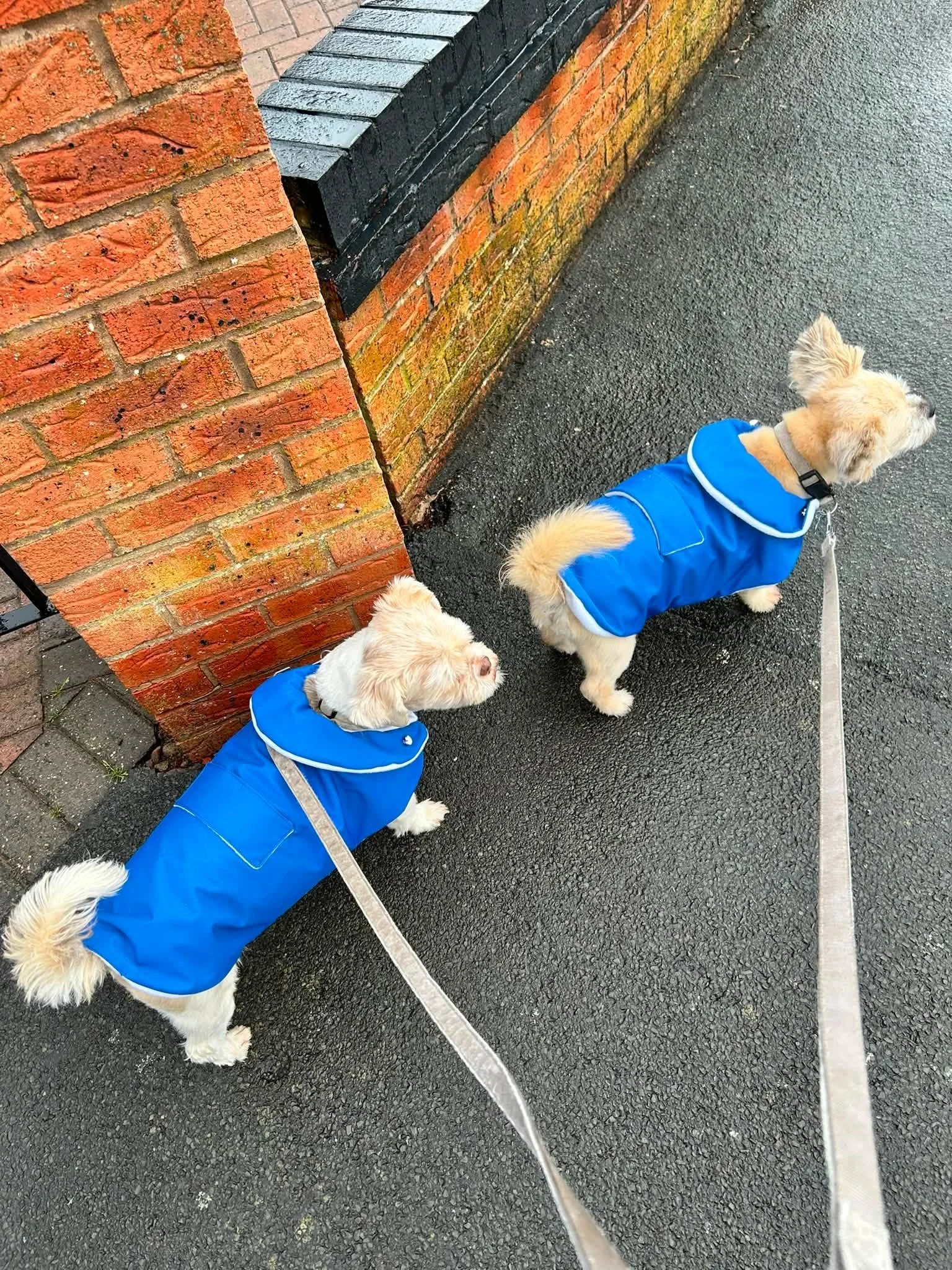 Two small dogs wearing blue raincoats are on leashes, walking along a sidewalk next to a brick wall.