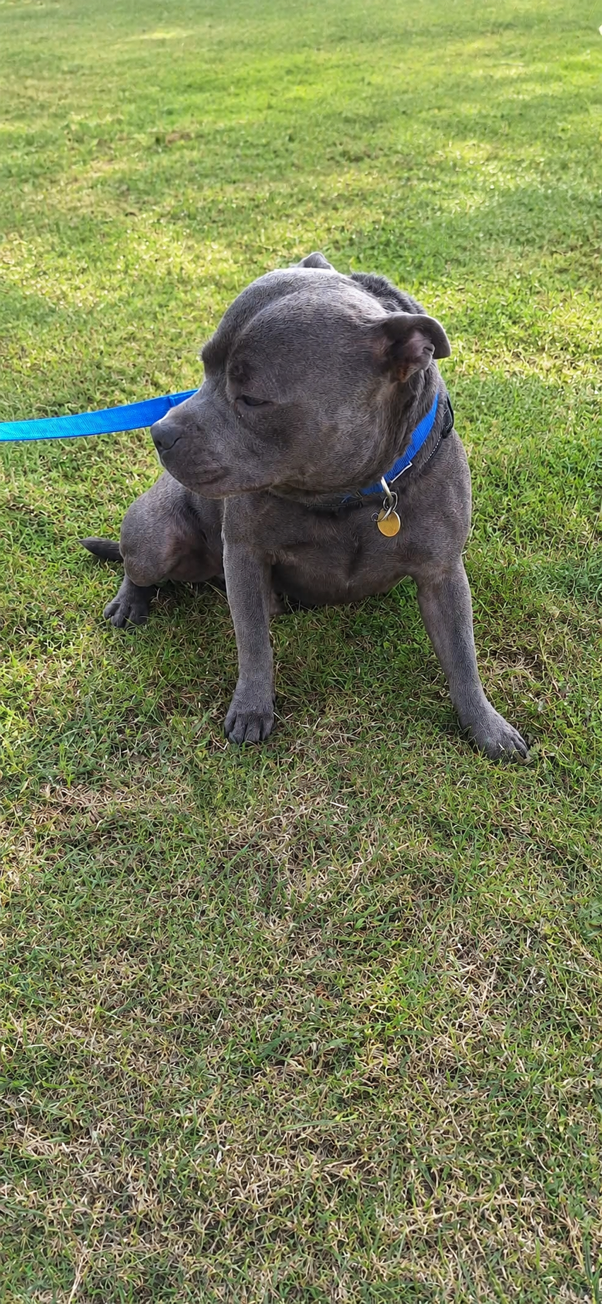 A gray dog with a blue leash and collar seated on green grass, looking to the side.
