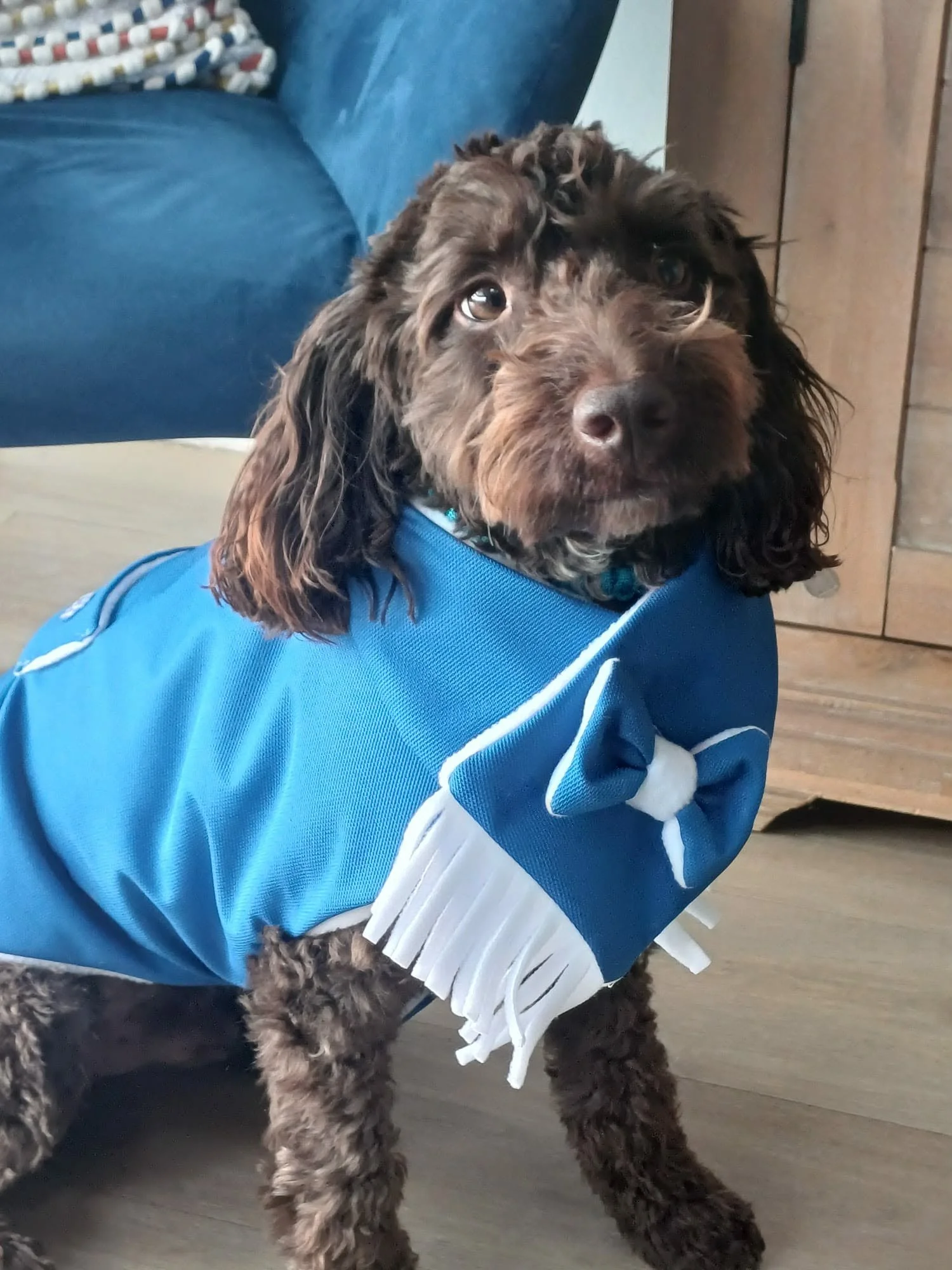 A brown curly-haired dog wearing a blue jacket with white stripes and white pom-poms, standing on a wooden floor.