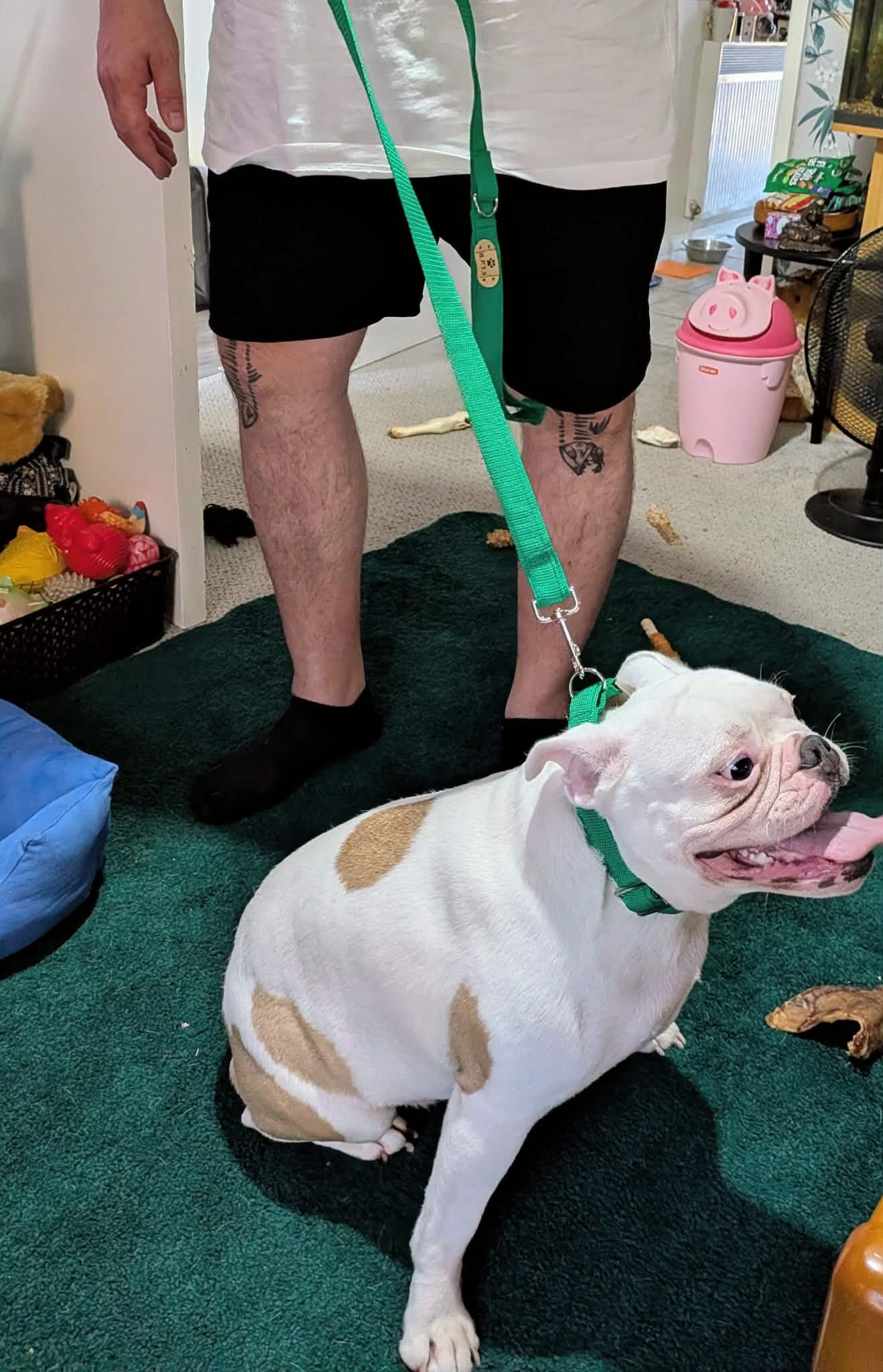 A large bulldog dog with white fur and brown spots is laying on a black rug with a big smile, showing its teeth. It is wearing a green collar and leash, and is in a room with various toys and household items scattered around.