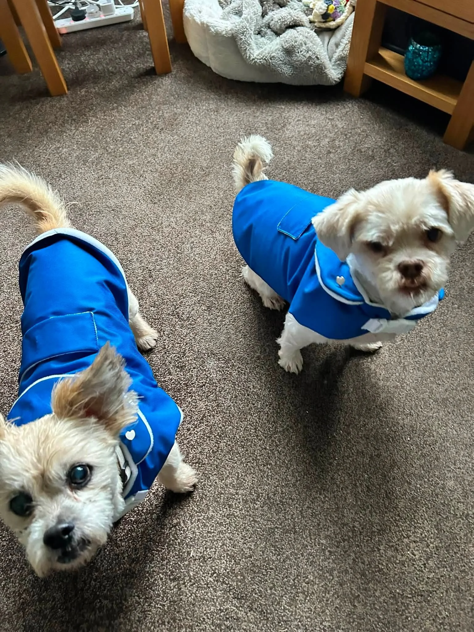 Two small dogs wearing blue coats standing on a brown carpeted floor in a cozy indoor space. One dog is looking directly at the camera, and the other is partially visible.