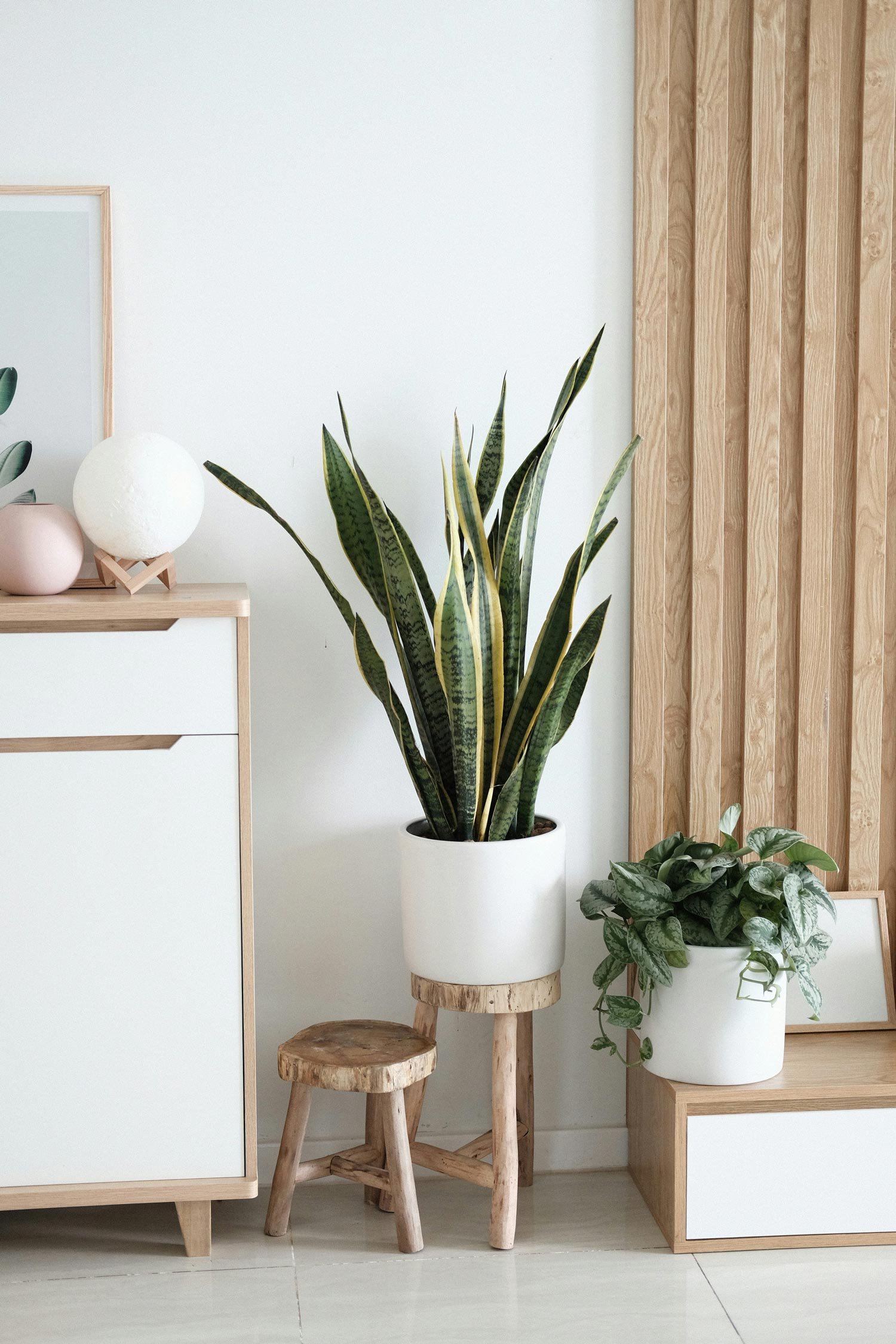 Title Of Blog Post About Home Plants