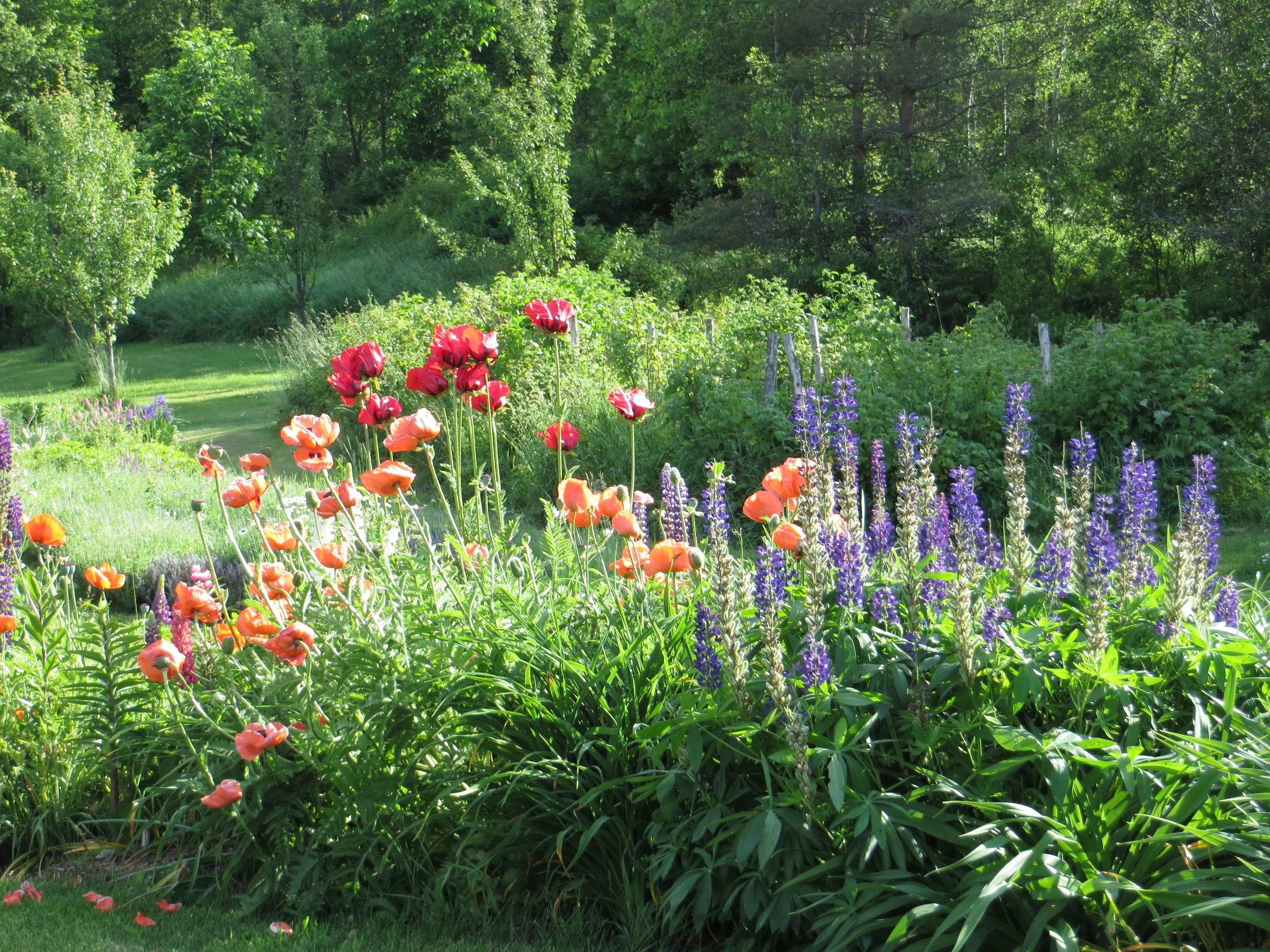 lower garden towards county road.JPG